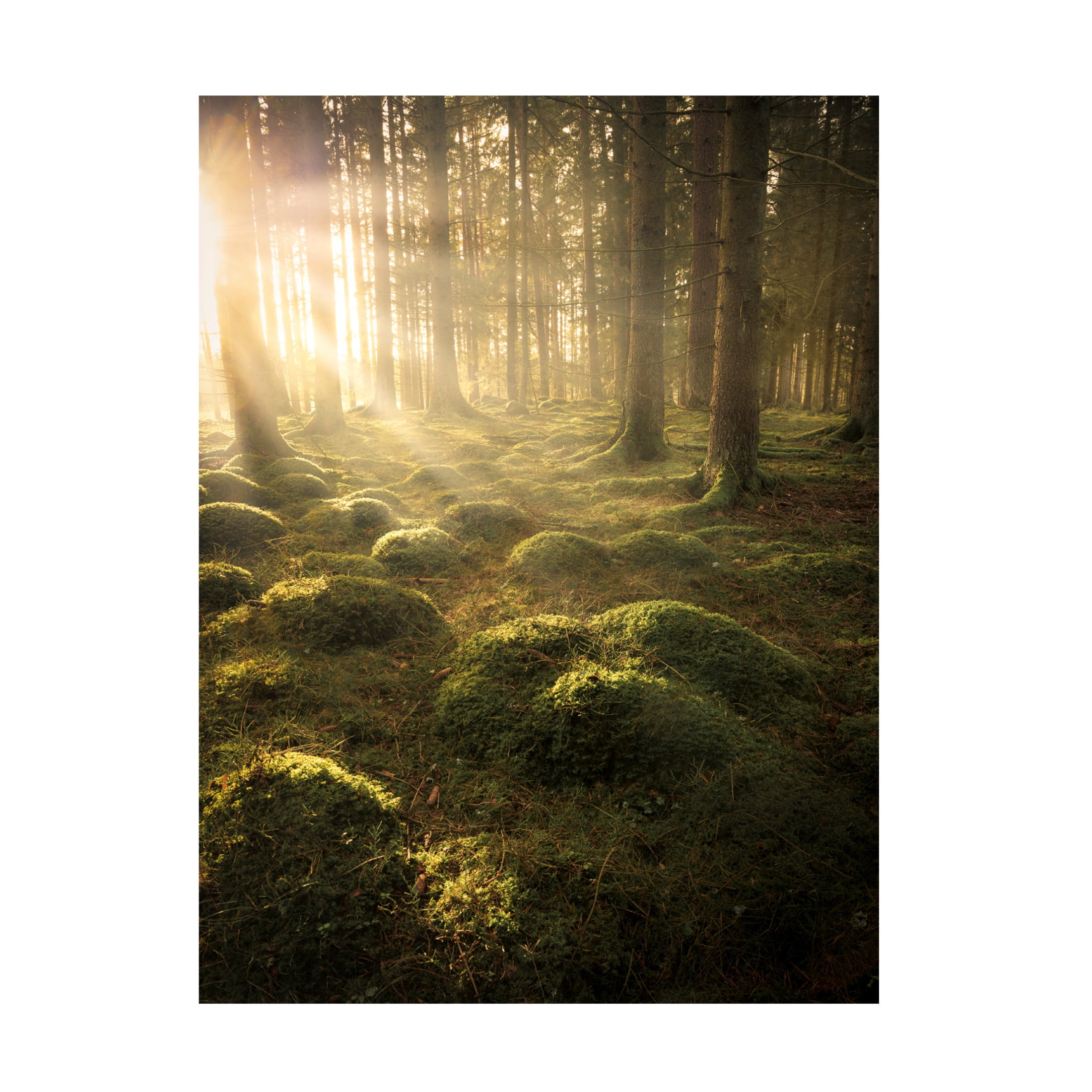 Canvas Wall Art - Christian Lindsten 'In The Woods' Wall Art for Living Room, Bedroom, or Office Décor by Trademark Fine Art - 24 x 32 Inches