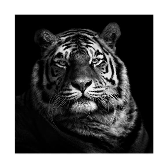 Canvas Wall Art - Christian Meermann 'Tiger' Wall Art for Living Room, Bedroom, or Office Décor by Trademark Fine Art - 14 x 14 Inches