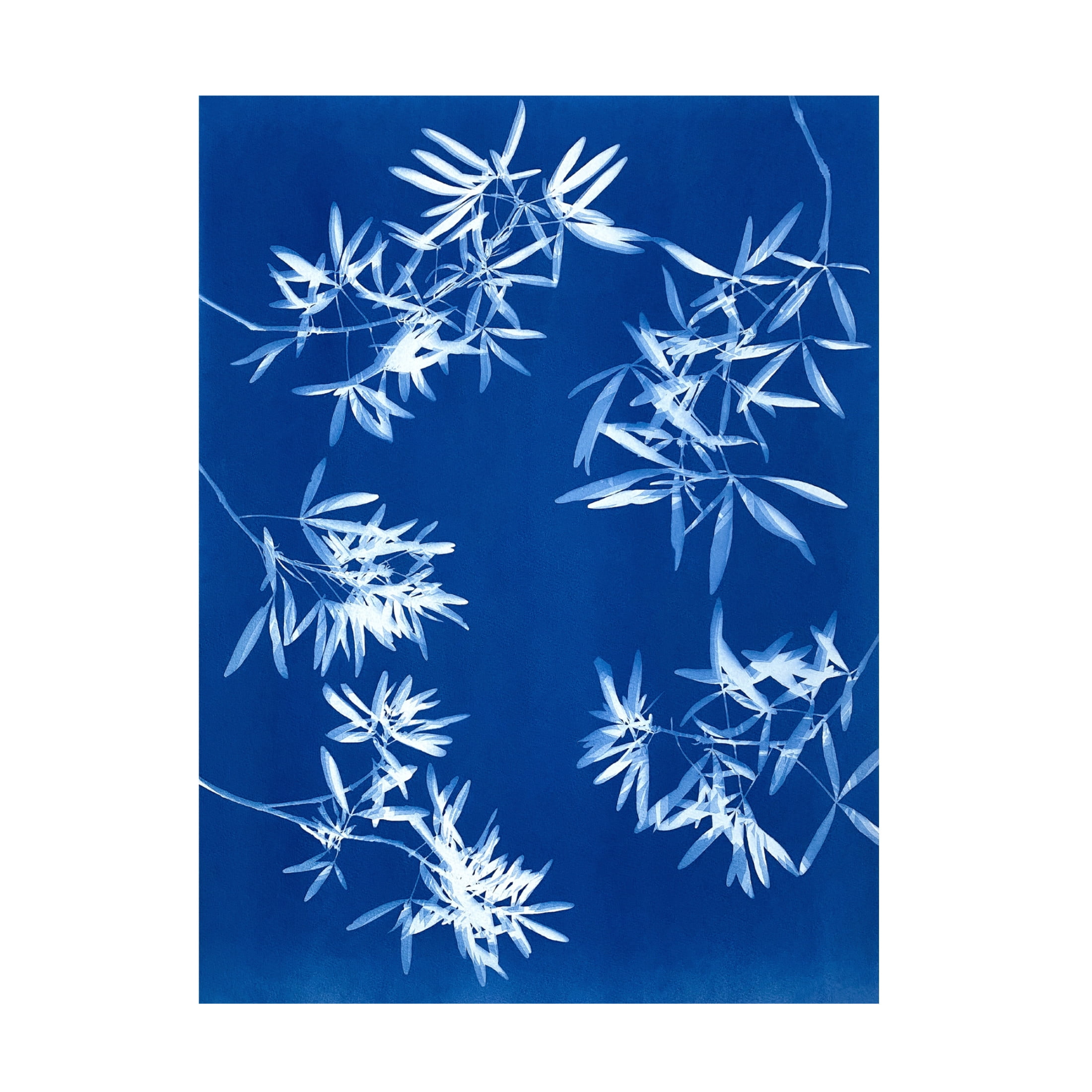 Canvas Wall Art - Christine So 'Light through Leaves 2' Wall Art for Living Room, Bedroom, or Office Décor by Trademark Fine Art - 35 x 47 Inches