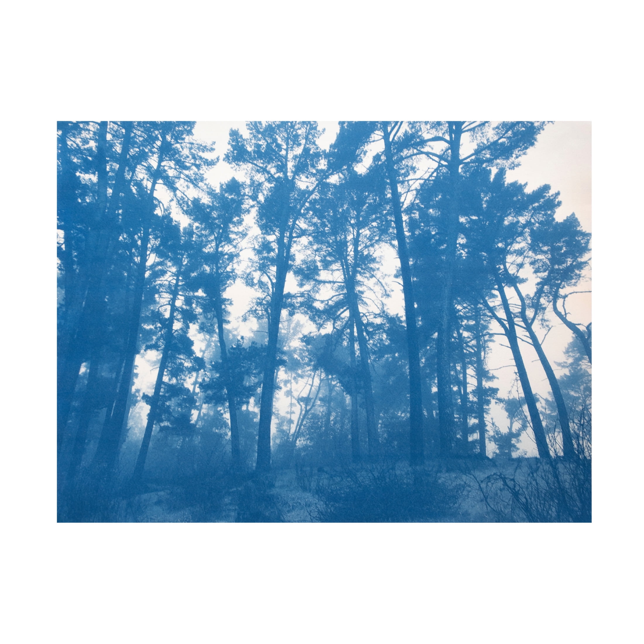 Canvas Wall Art - Christine So 'Sheltering Trees' Wall Art for Living Room, Bedroom, or Office Décor by Trademark Fine Art - 47 x 35 Inches