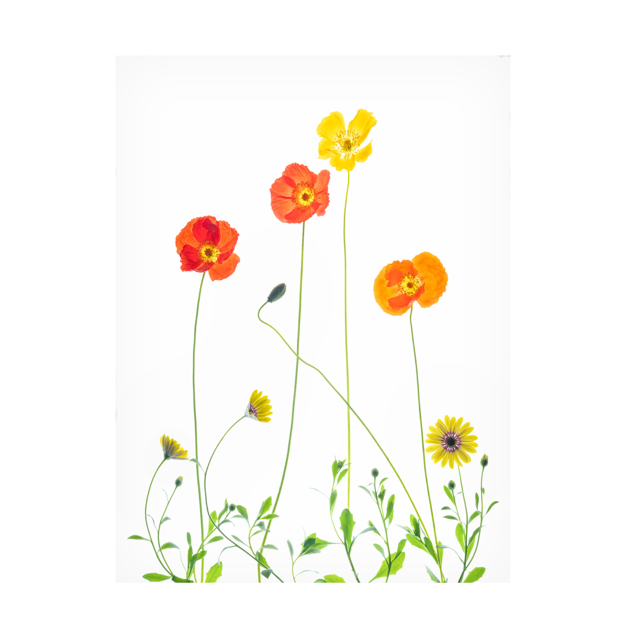 Canvas Wall Art - Chuanxu Ren 'Flowers' Wall Art for Living Room, Bedroom, or Office Décor by Trademark Fine Art - 35 x 47 Inches