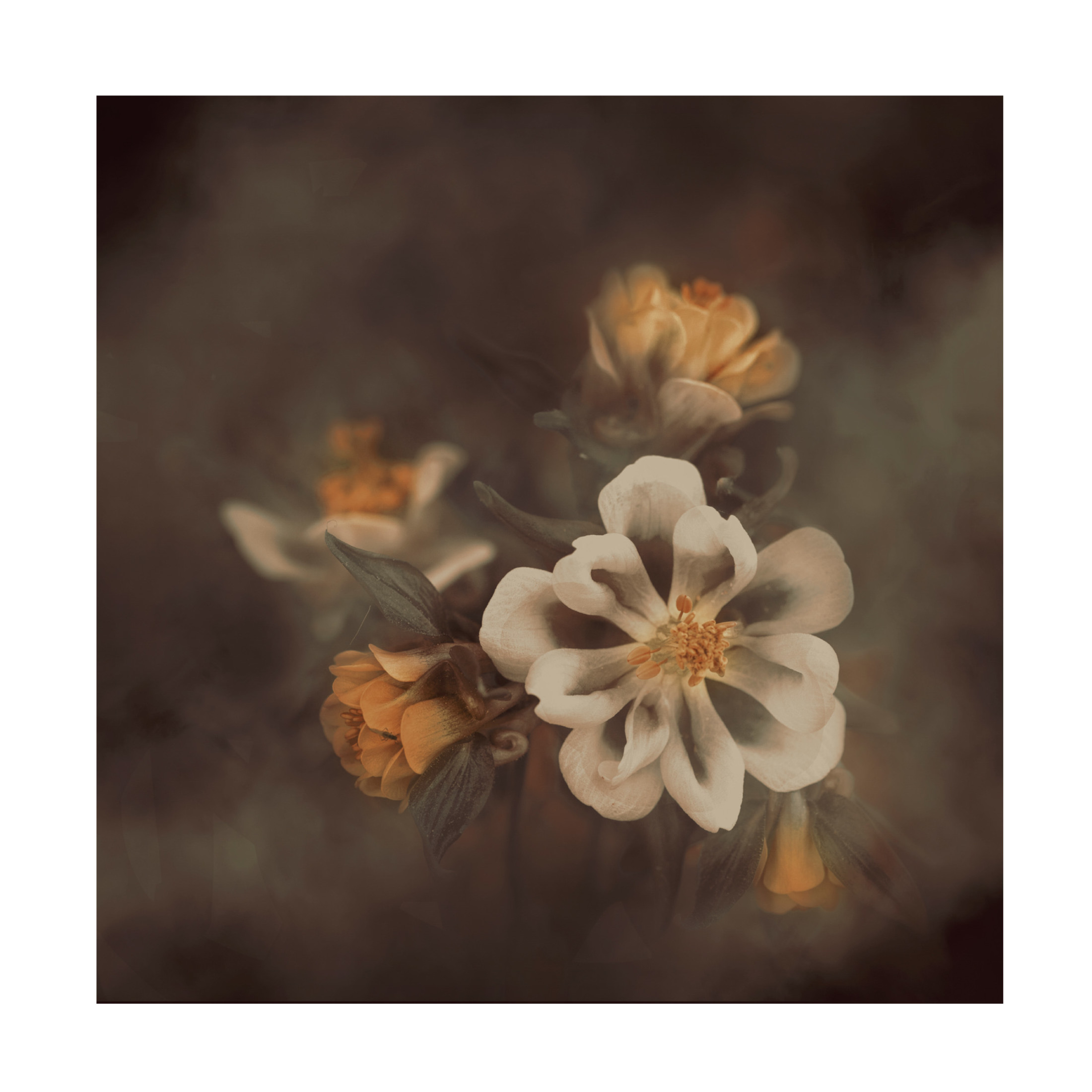 Canvas Wall Art - Cicek Kiral 'Distant Realms' Wall Art for Living Room, Bedroom, or Office Décor by Trademark Fine Art - 14 x 14 Inches