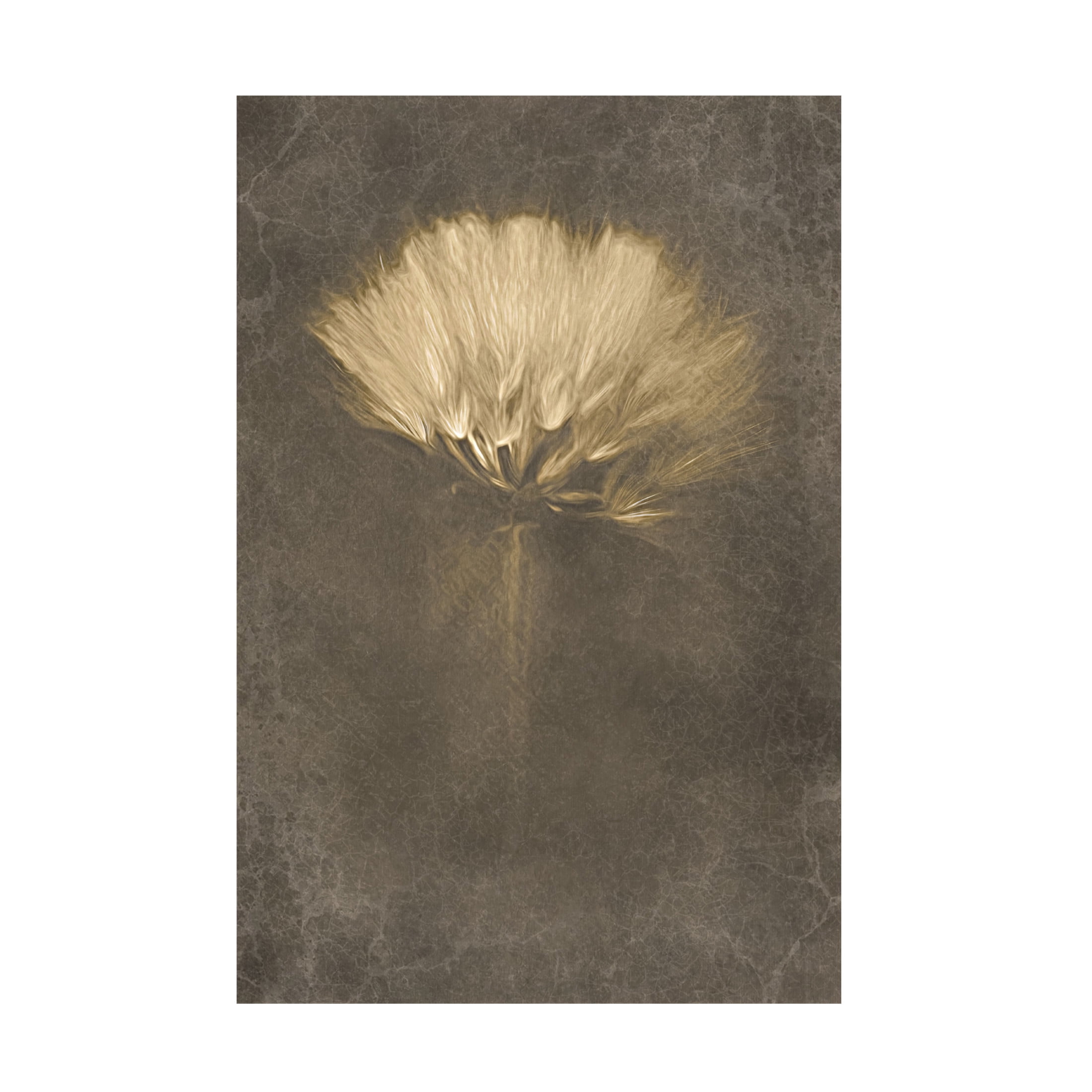 Canvas Wall Art - Cicek Kiral 'Mysterious Days' Wall Art for Living Room, Bedroom, or Office D?cor by Trademark Fine Art - 16 x 24 Inches