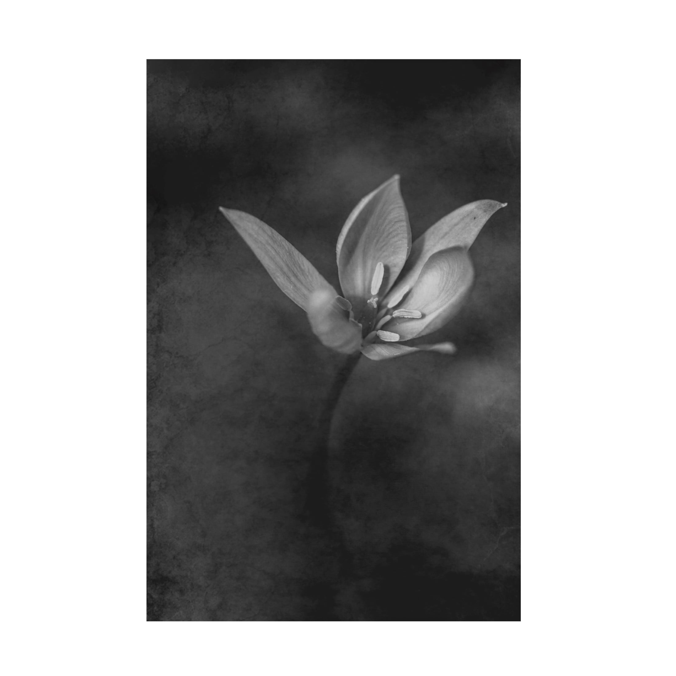 Canvas Wall Art - Cicek Kiral 'The Crocus' Wall Art for Living Room, Bedroom, or Office Décor by Trademark Fine Art - 12 x 19 Inches