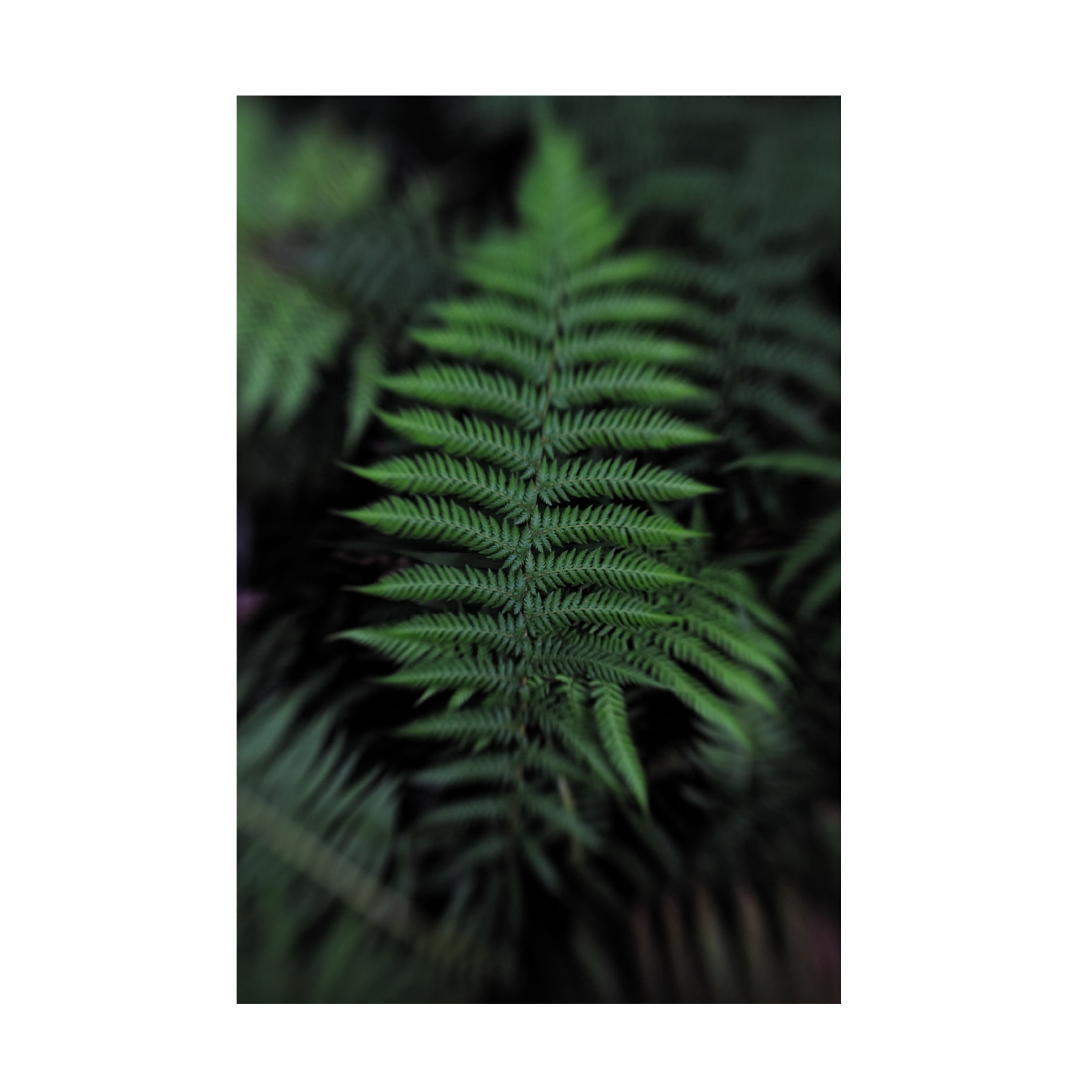 Canvas Wall Art - Claire Walsh 'Soft Leaf' Wall Art for Living Room, Bedroom, or Office D?cor by Trademark Fine Art - 16 x 24 Inches