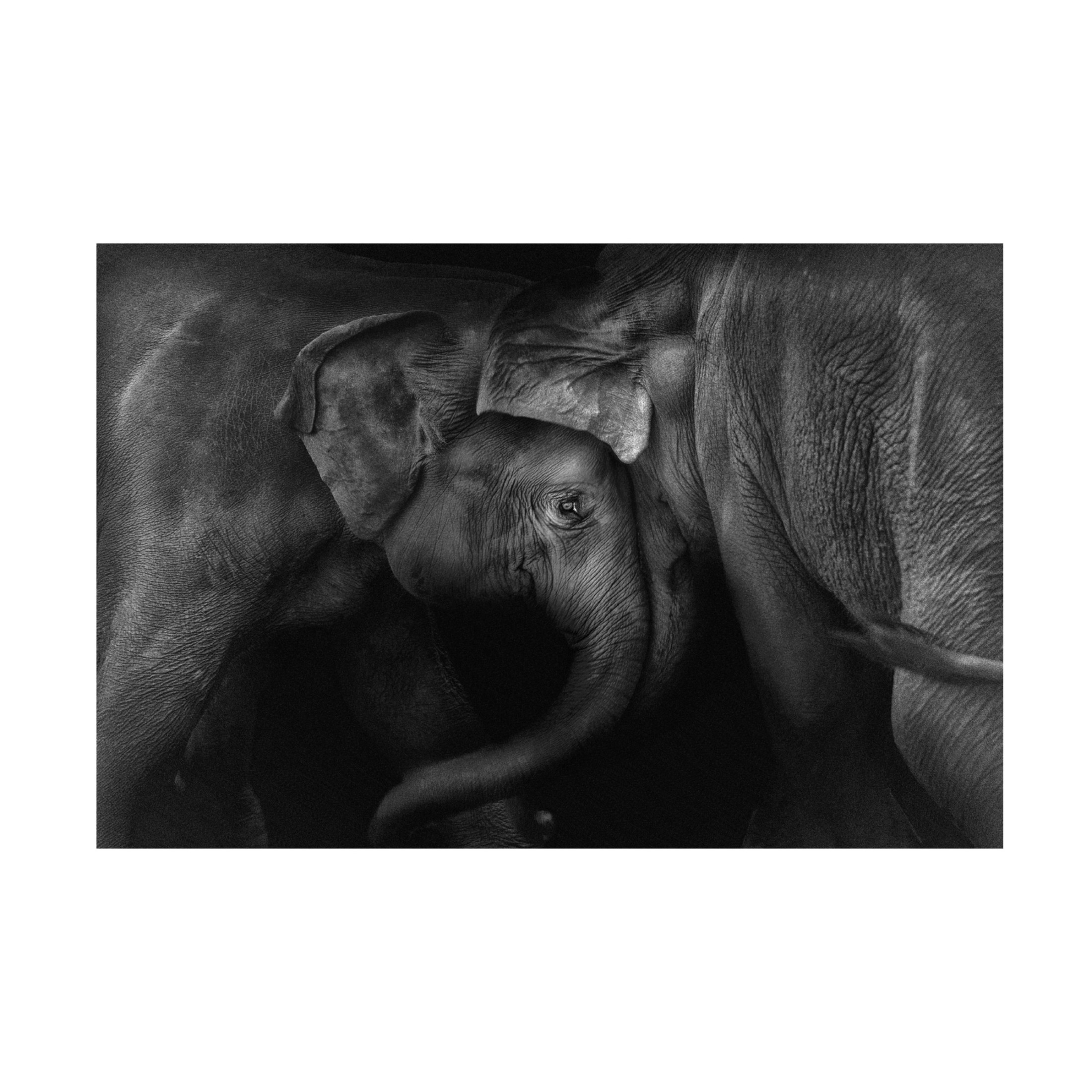 Canvas Wall Art - Claudio Ceriali 'Elephant 2' Wall Art for Living Room, Bedroom, or Office D?cor by Trademark Fine Art - 47 x 30 Inches