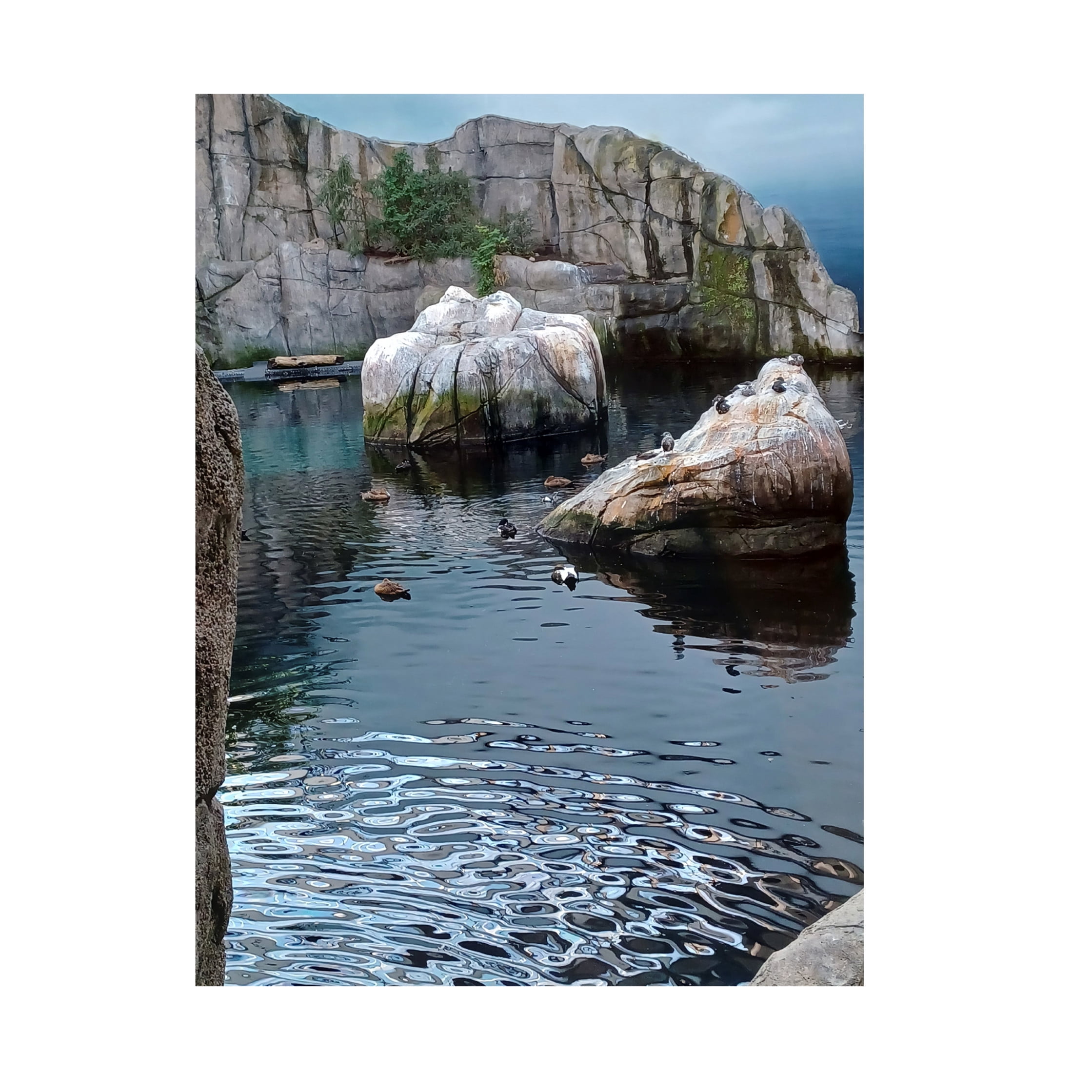 Canvas Wall Art - Clive Branson 'Ducks and Aquatic Birds' Wall Art for Living Room, Bedroom, or Office Décor by Trademark Fine Art - 14 x 19 Inches