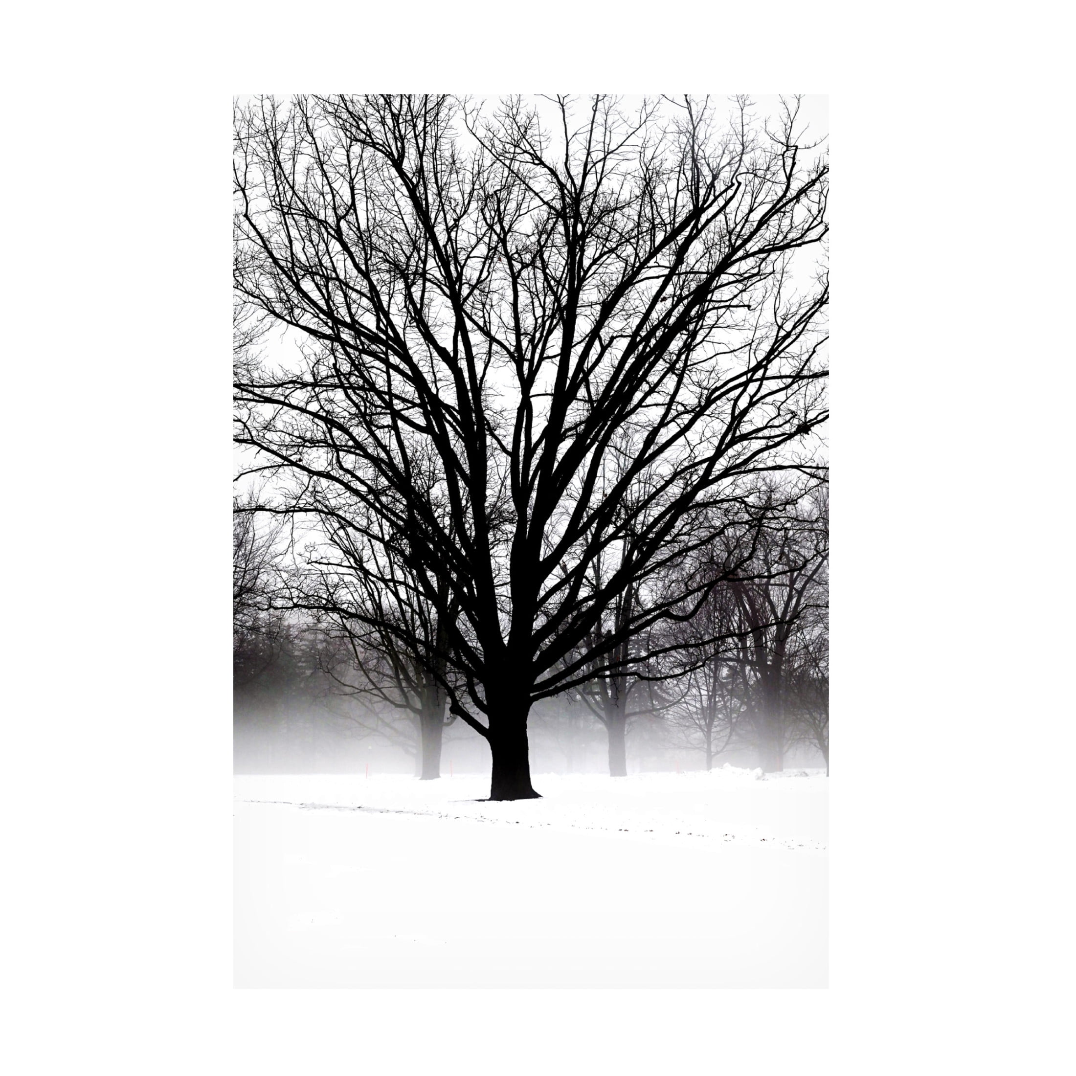 Canvas Wall Art - Clive Branson 'High Contrast Tree In Winter' Wall Art for Living Room, Bedroom, or Office Décor by Trademark Fine Art - 22 x 32 Inches
