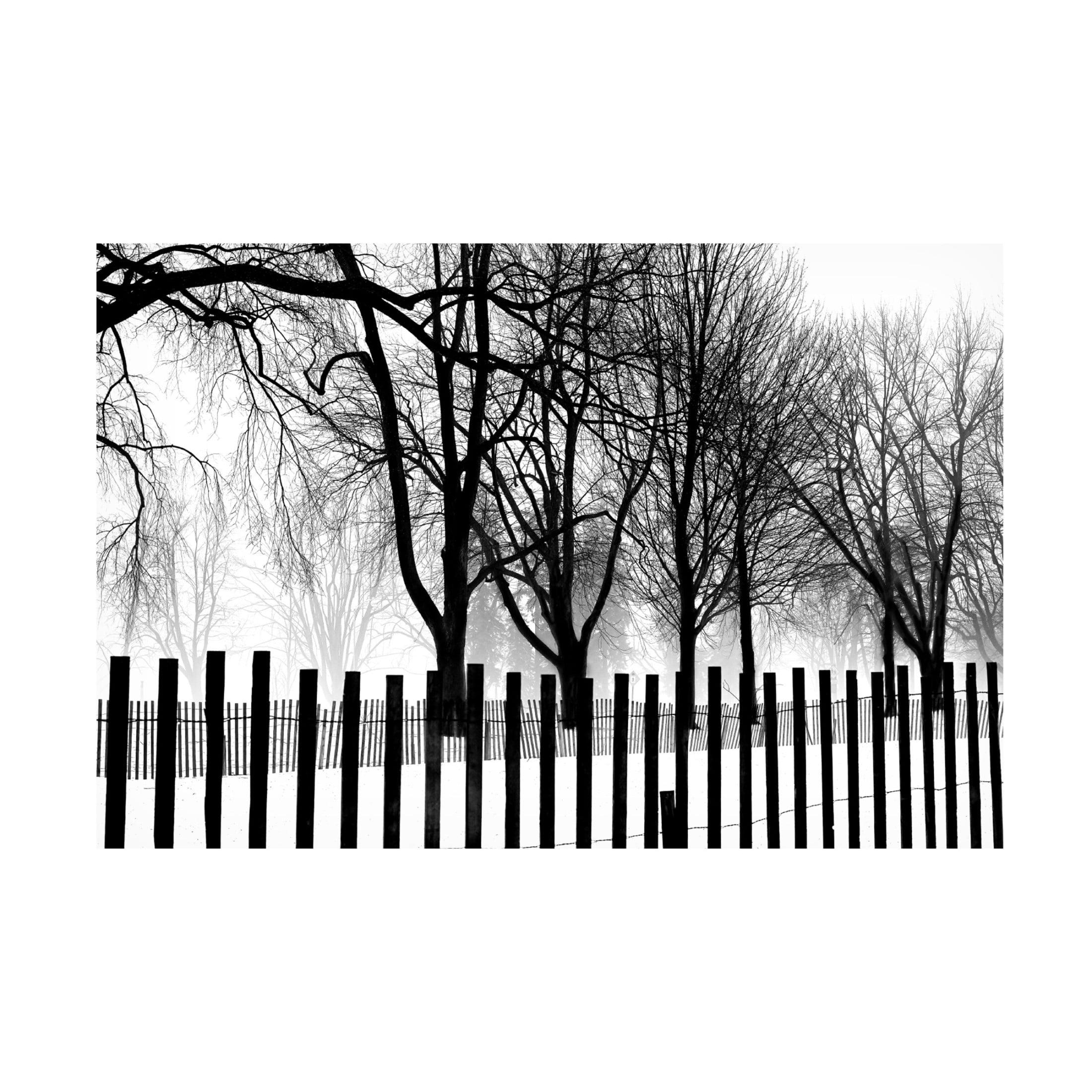 Canvas Wall Art - Clive Branson 'High Contrast Trees In Winter' Wall Art for Living Room, Bedroom, or Office Décor by Trademark Fine Art - 24 x 16 Inches