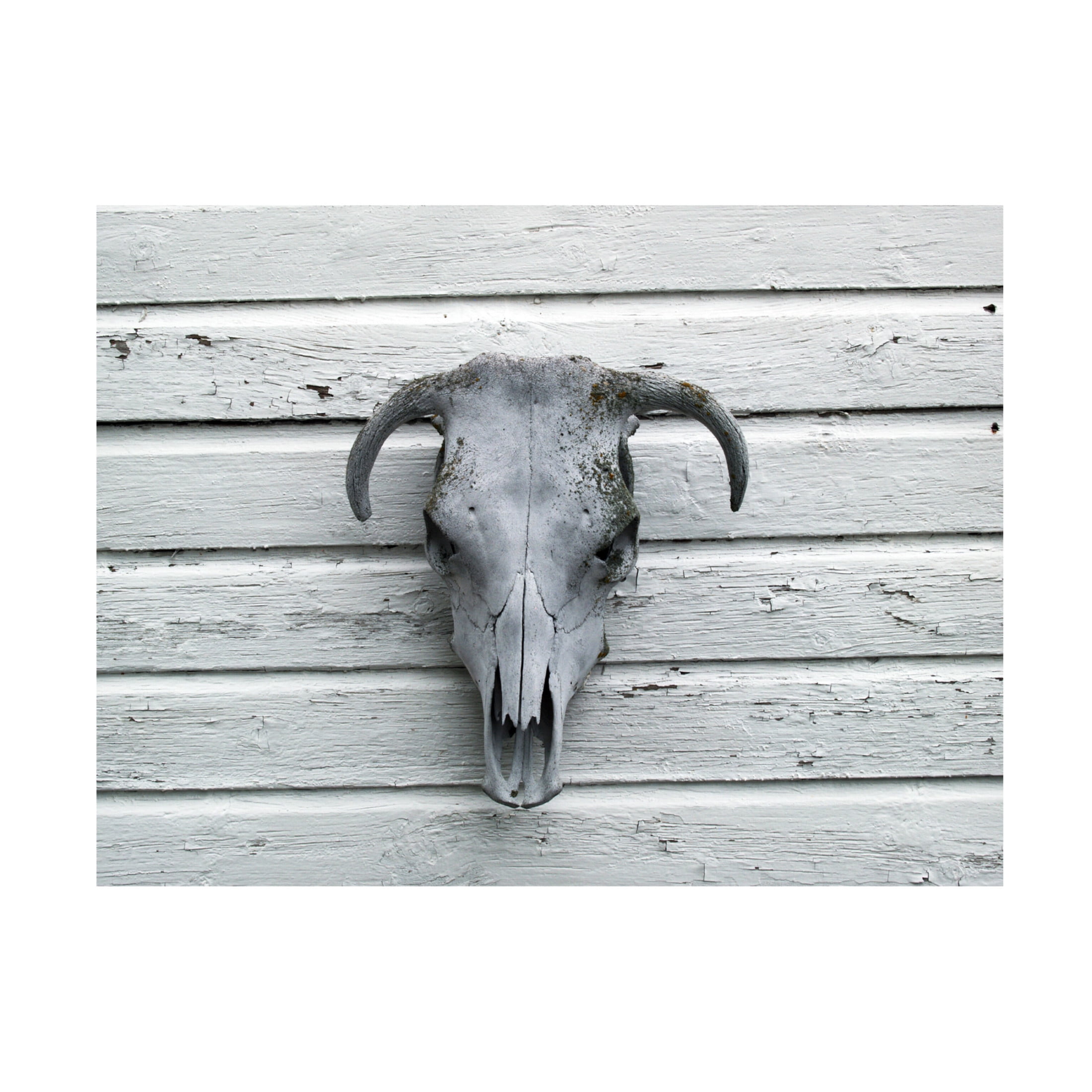 Canvas Wall Art - Clive Branson 'Skeleton of Calf's head' Wall Art for Living Room, Bedroom, or Office Décor by Trademark Fine Art - 47 x 35 Inches