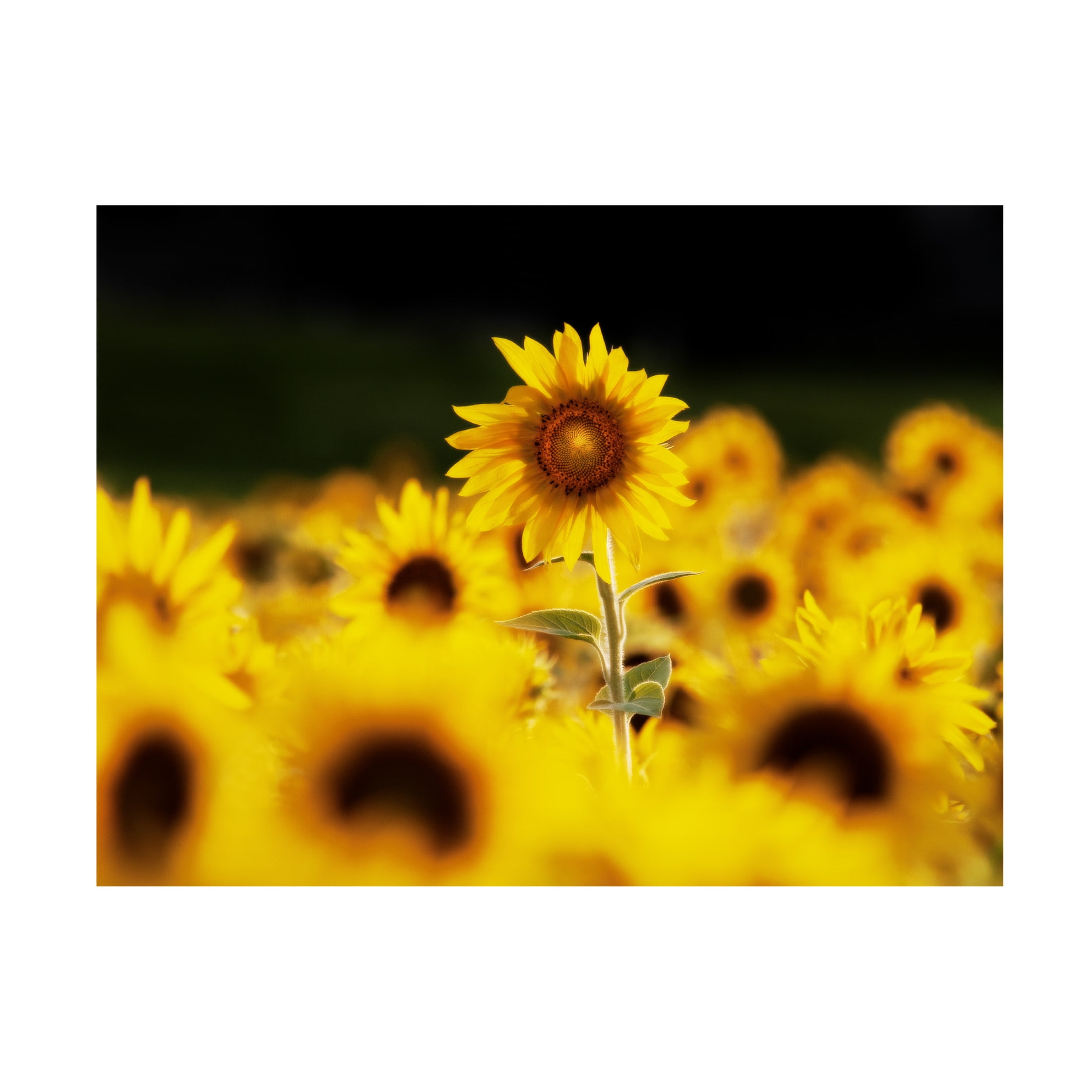 Canvas Wall Art - Clive Branson 'Sunflower Ottawa' Wall Art for Living Room, Bedroom, or Office Décor by Trademark Fine Art - 32 x 24 Inches
