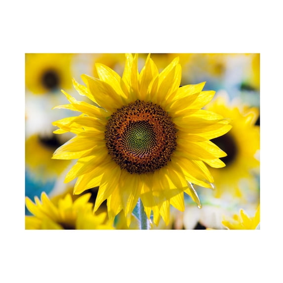 Canvas Wall Art - Clive Branson 'Sunflower' Wall Art for Living Room, Bedroom, or Office Décor by Trademark Fine Art - 24 x 18 Inches