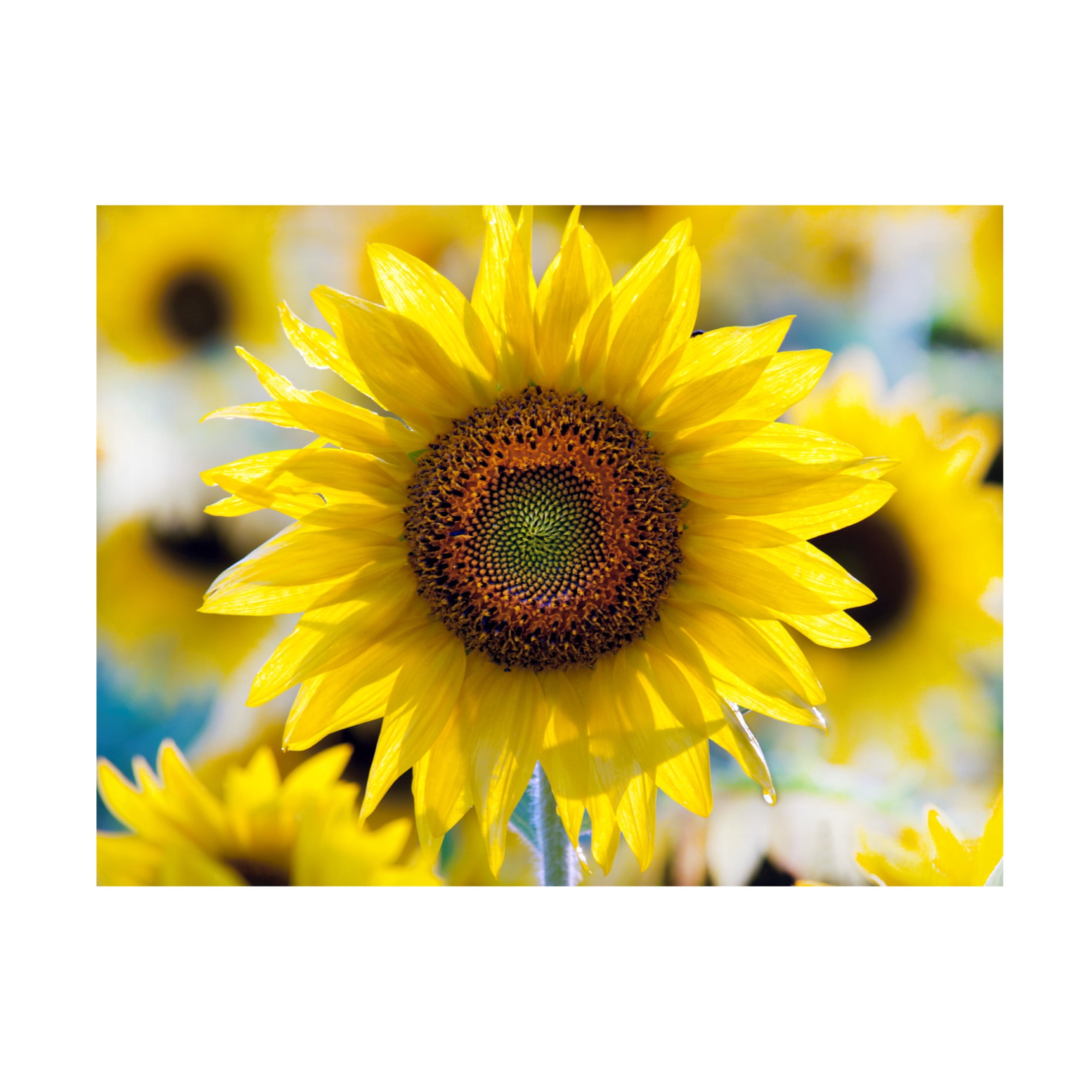Canvas Wall Art - Clive Branson 'Sunflower' Wall Art for Living Room, Bedroom, or Office Décor by Trademark Fine Art - 47 x 35 Inches