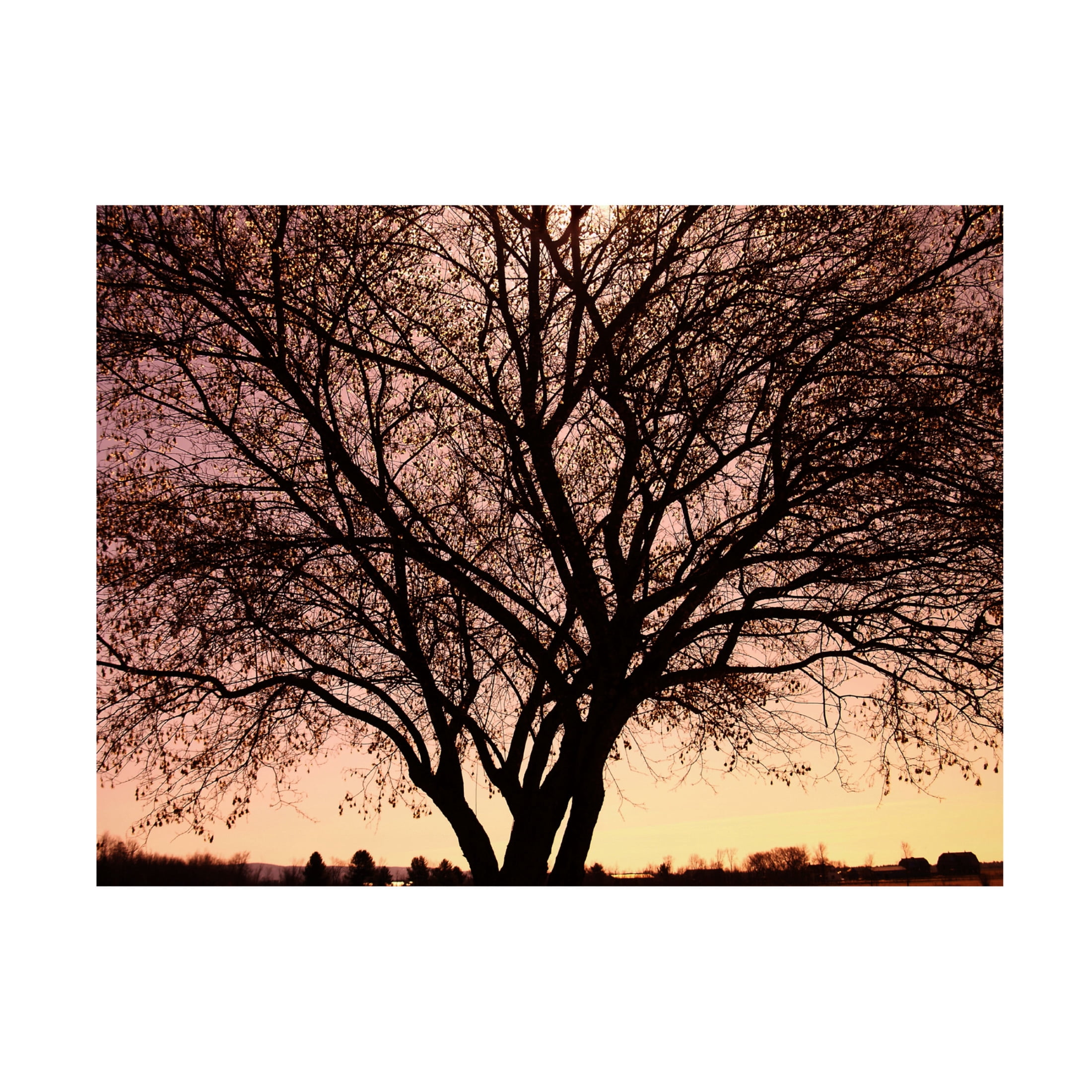 Canvas Wall Art - Clive Branson 'Tree At Chuck' Wall Art for Living Room, Bedroom, or Office Décor by Trademark Fine Art - 32 x 24 Inches