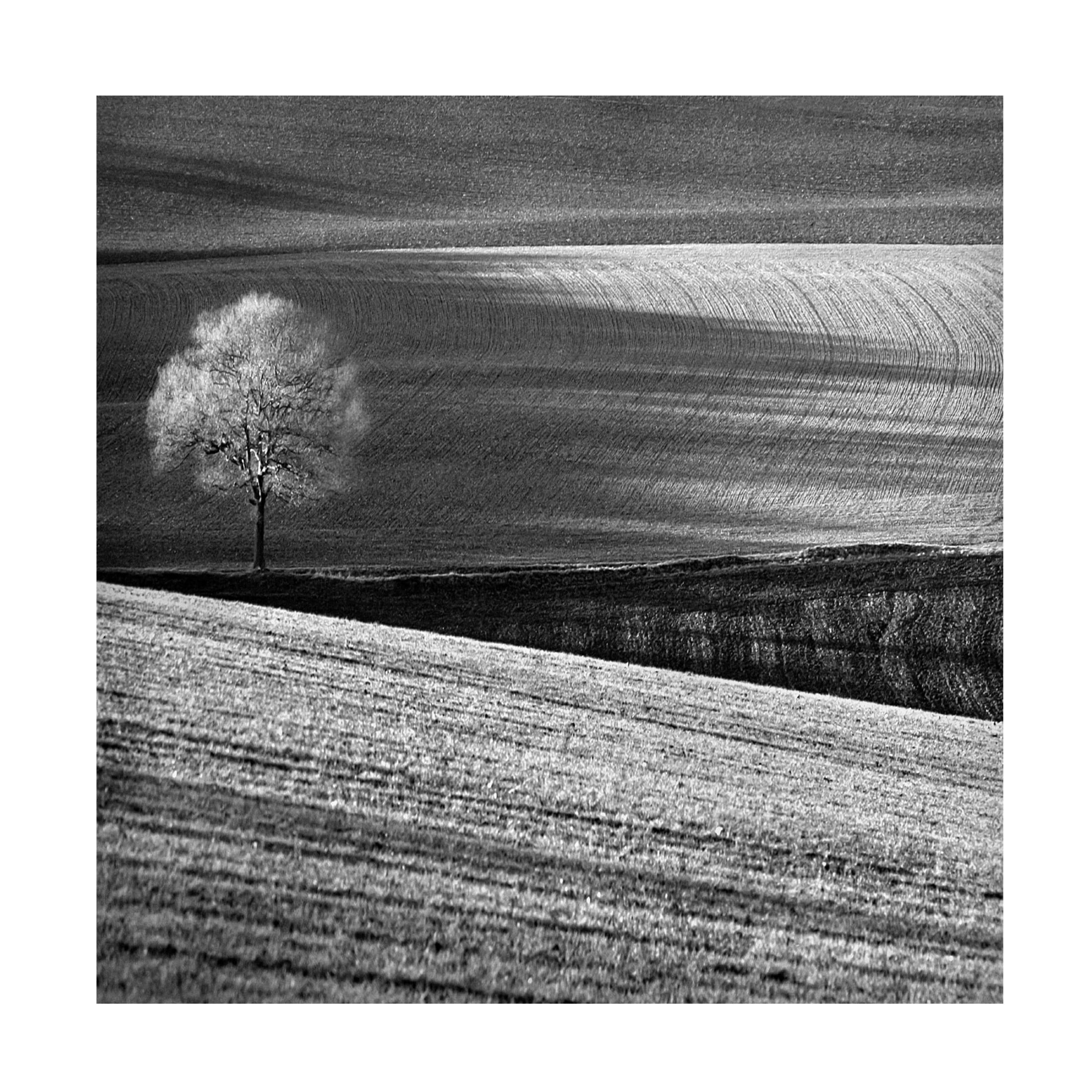 Canvas Wall Art - Clive Collie 'Fields And Tree' Wall Art for Living Room, Bedroom, or Office D?cor by Trademark Fine Art - 18 x 18 Inches
