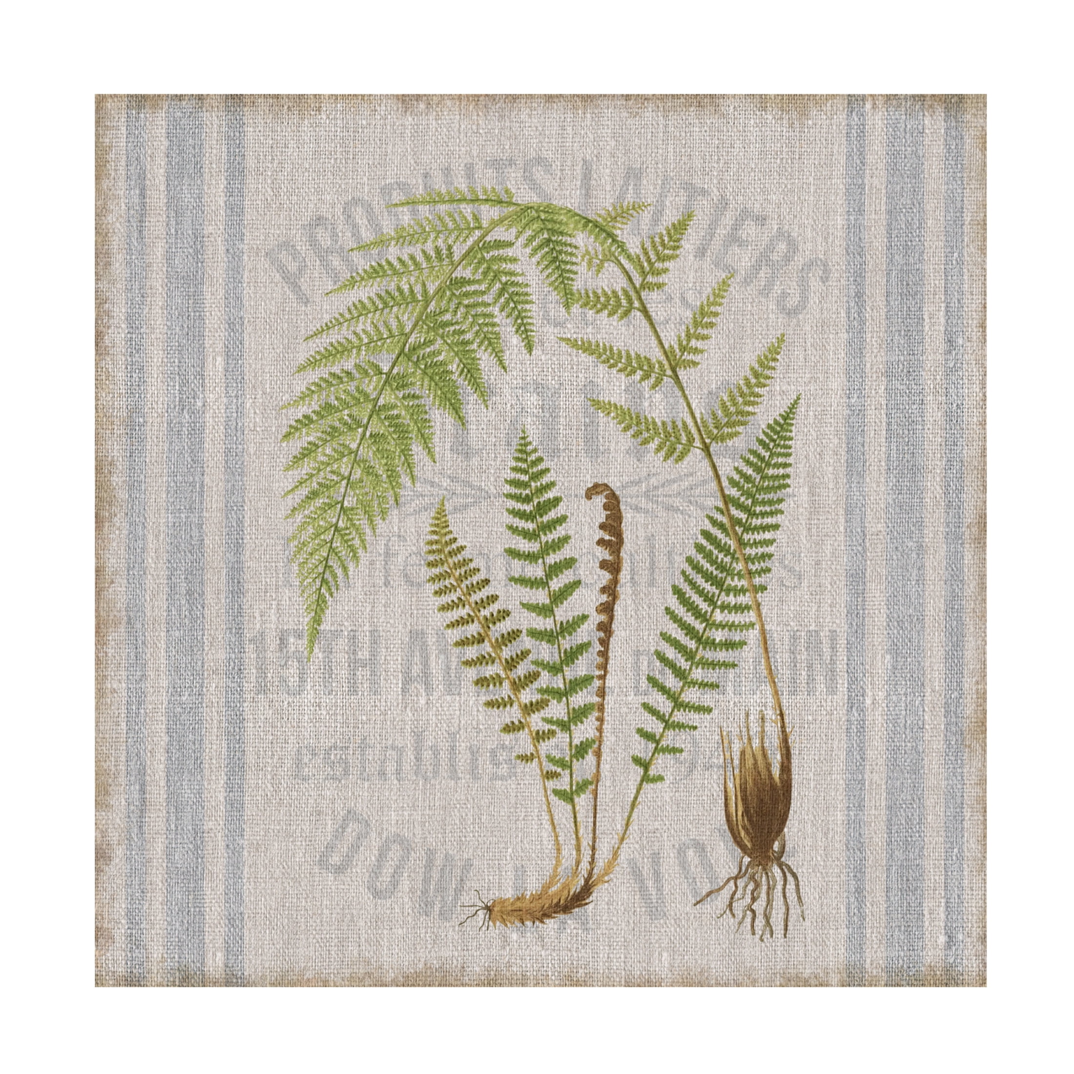 Canvas Wall Art - Cora Niele 'Fern On Flour Sack 03' Wall Art for Living Room, Bedroom, or Office Décor by Trademark Fine Art - 35 x 35 Inches
