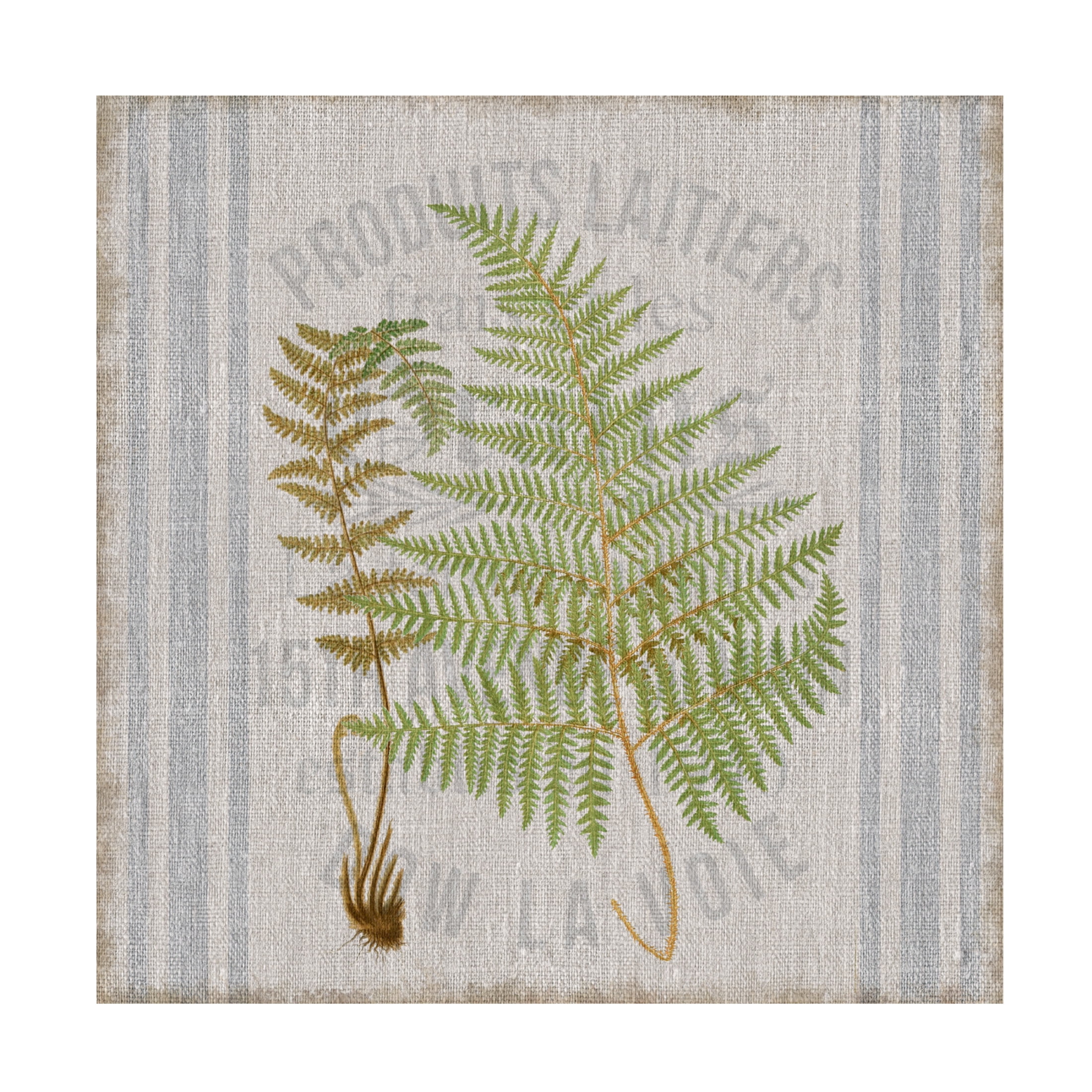 Canvas Wall Art - Cora Niele 'Fern On Flour Sack 04' Wall Art for Living Room, Bedroom, or Office Décor by Trademark Fine Art - 24 x 24 Inches