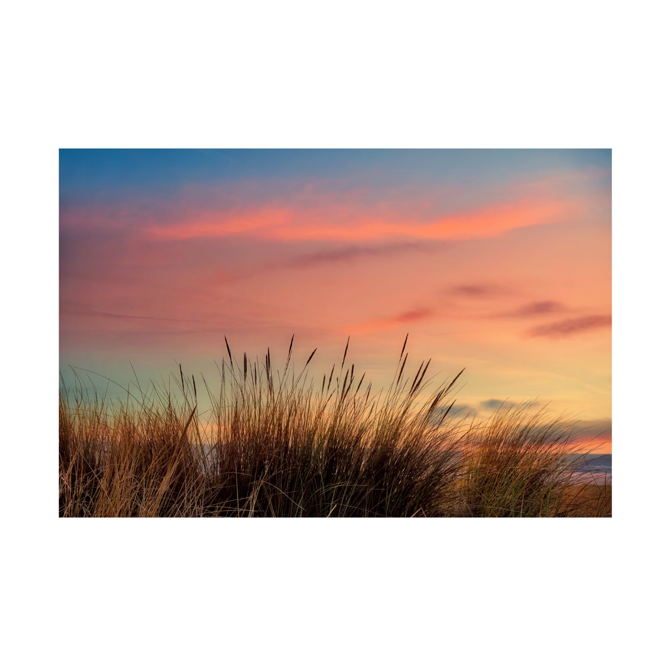 Canvas Wall Art - Cora Niele 'Grasses with Sun Set' Wall Art for Living Room, Bedroom, or Office Décor by Trademark Fine Art - 47 x 30 Inches