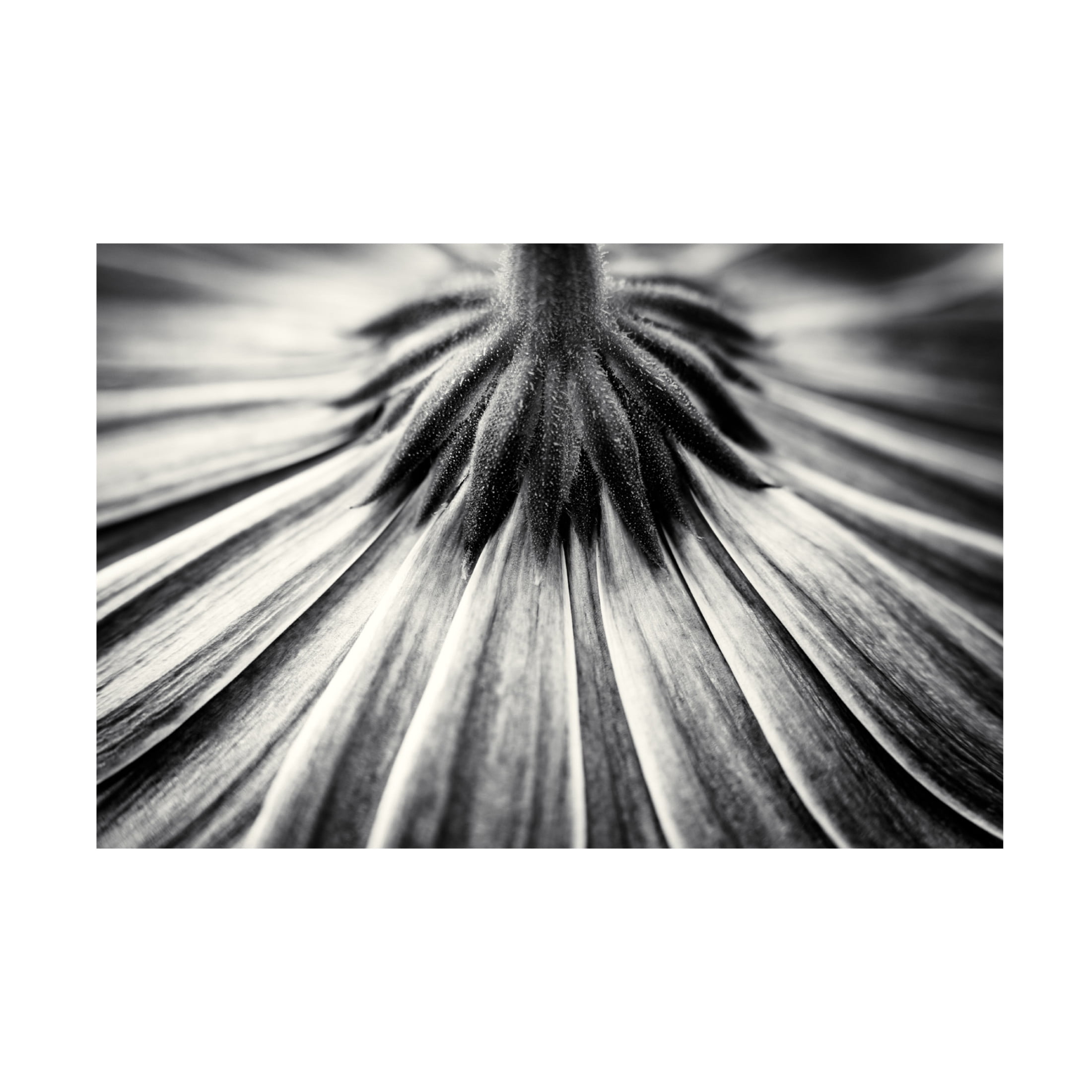 Canvas Wall Art - Corinna van der 'Feeling Down' Wall Art for Living Room, Bedroom, or Office Décor by Trademark Fine Art - 24 x 16 Inches