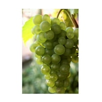 Canvas Wall Art - DANE 'Food 70' Wall Art for Living Room, Bedroom, or Office Décor by Trademark Fine Art - 12 x 19 Inches