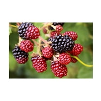 Canvas Wall Art - DANE 'Food 92' Wall Art for Living Room, Bedroom, or Office DÃ©cor by Trademark Fine Art - 19 x 12 Inches