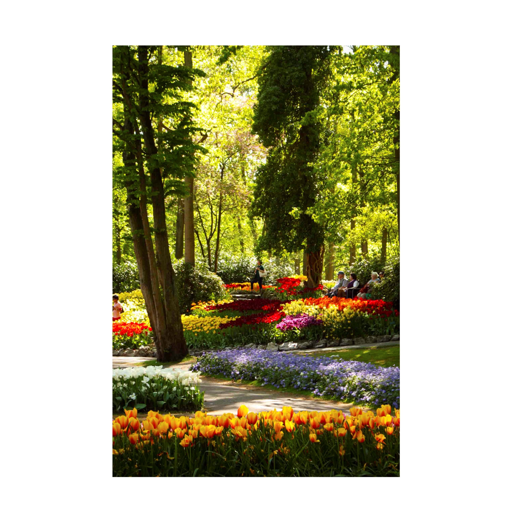 Canvas Wall Art - DANE 'Keukenhof Gardens 2' Wall Art for Living Room, Bedroom, or Office Décor by Trademark Fine Art - 12 x 19 Inches