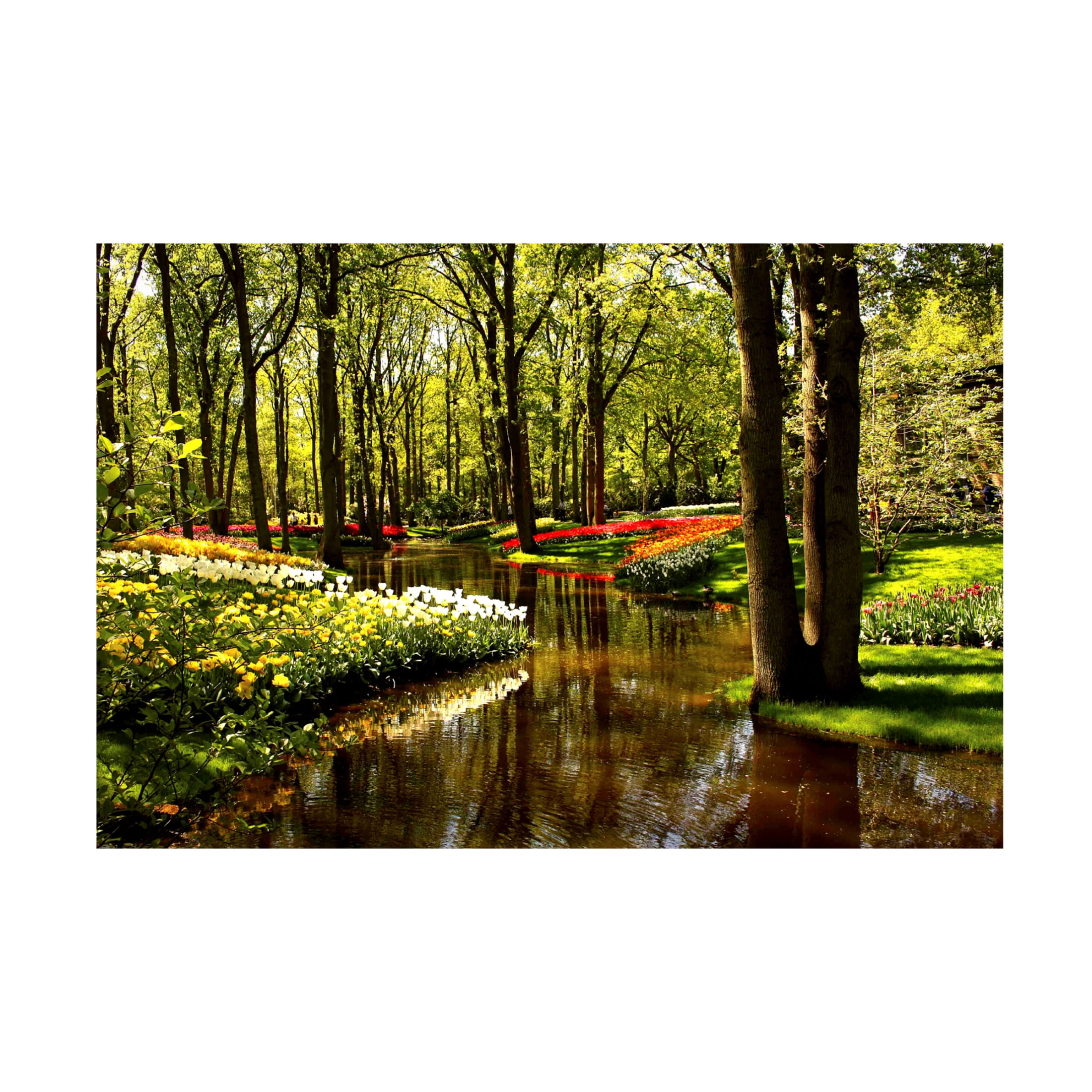 Canvas Wall Art - DANE 'Keukenhof Gardens 2' Wall Art for Living Room, Bedroom, or Office Décor by Trademark Fine Art - 19 x 12 Inches