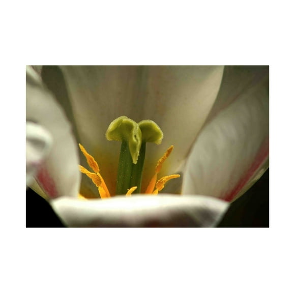 Canvas Wall Art - DANE 'Keukenhof Gardens 4' Wall Art for Living Room, Bedroom, or Office Décor by Trademark Fine Art - 19 x 12 Inches