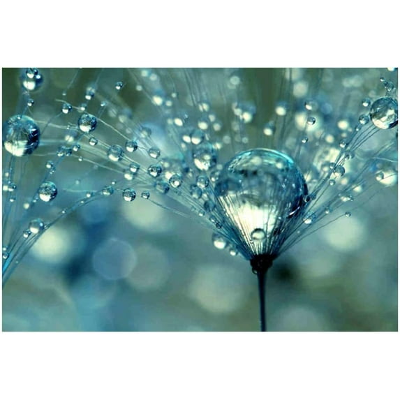 Canvas Wall Art Dandelion And Water Drop Canvas Print Artwork Nature Wall Art Paintings Modern Picture Print Unframed for Living Room Dinning Room Bedroom Bathroom Home Decor 12x18inch