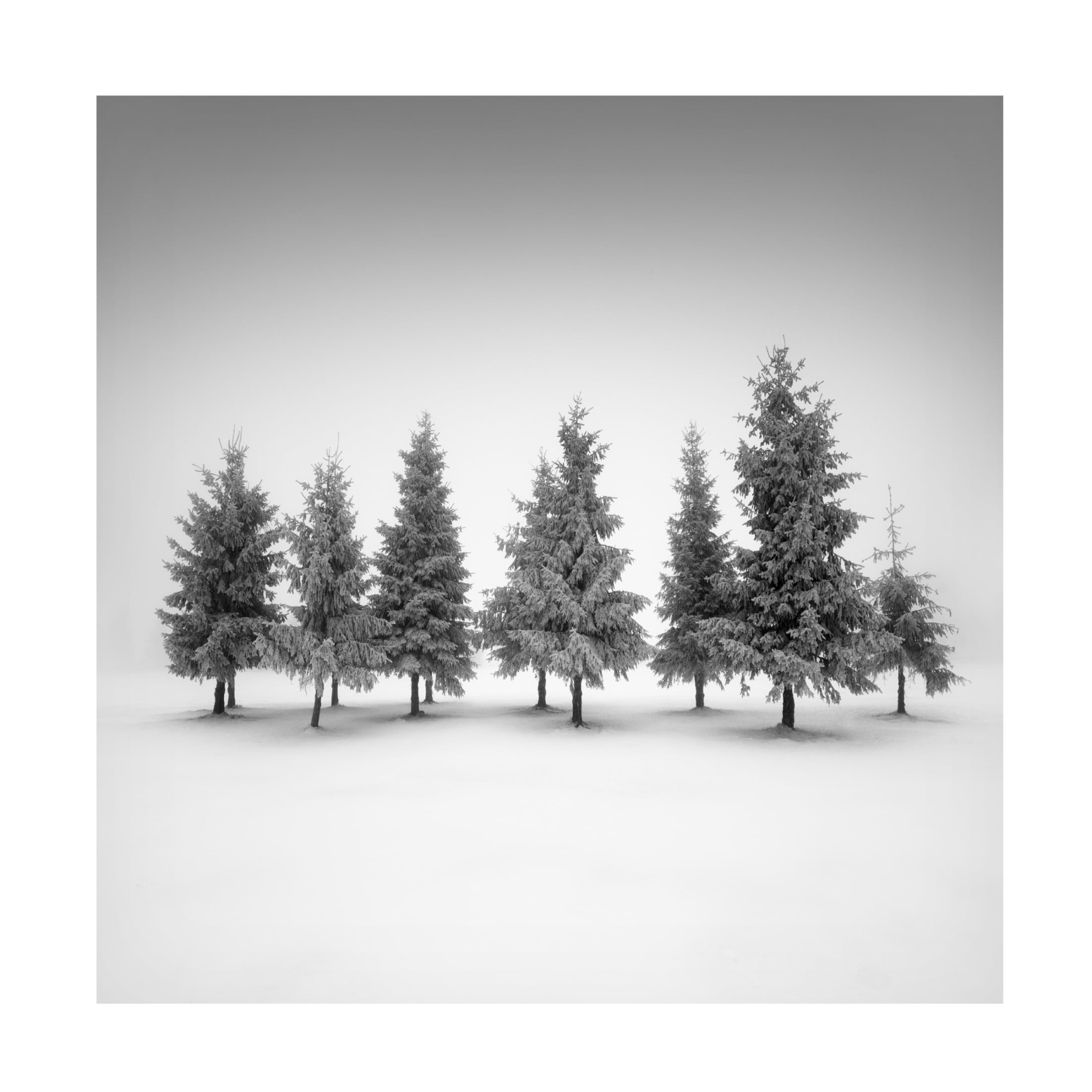 Canvas Wall Art - Daniel Rericha 'Spruce Grove' Wall Art for Living Room, Bedroom, or Office Décor by Trademark Fine Art - 24 x 24 Inches