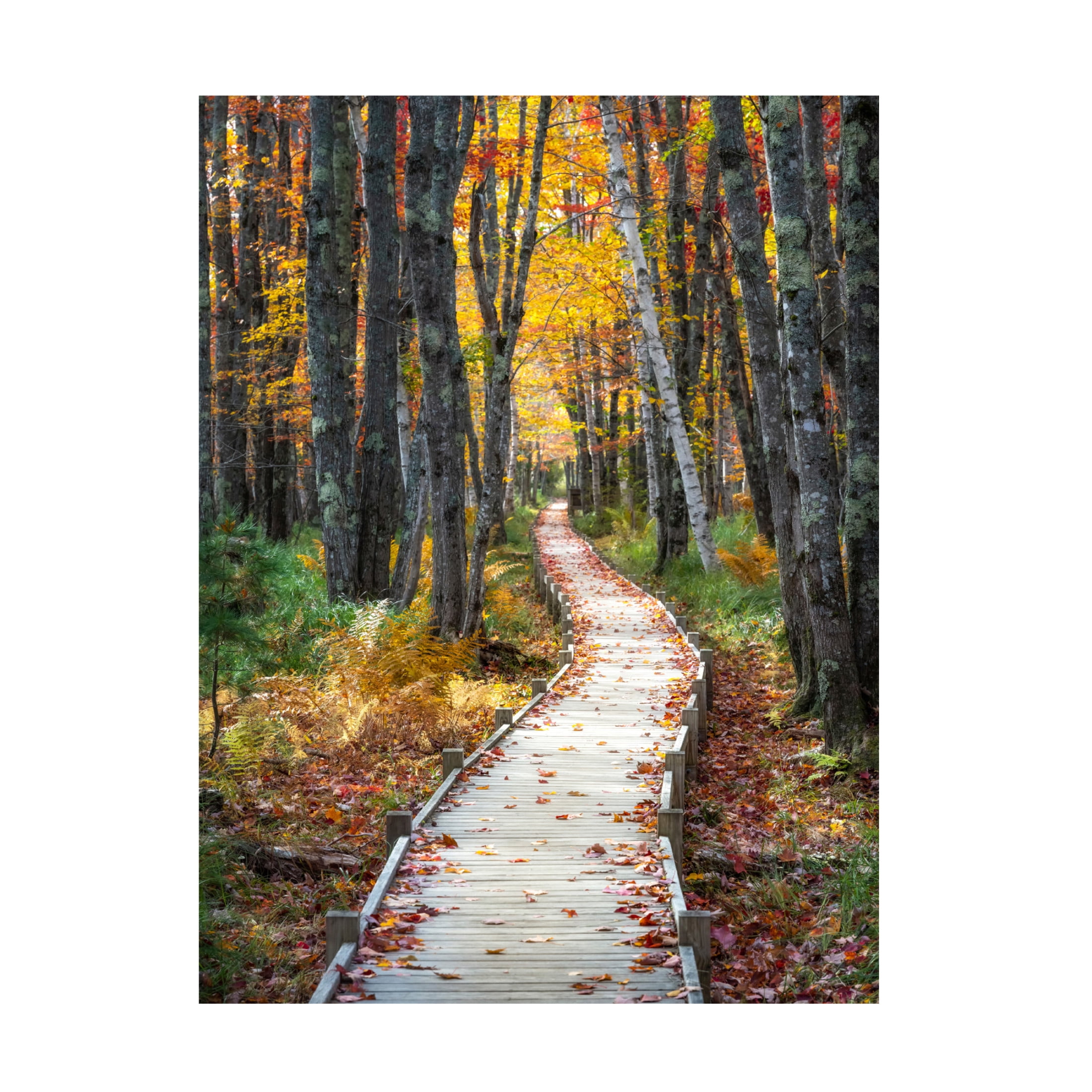 Canvas Wall Art - Danny Head 'Autumn Boardwalk I' Wall Art for Living Room, Bedroom, or Office Décor by Trademark Fine Art - 18 x 24 Inches