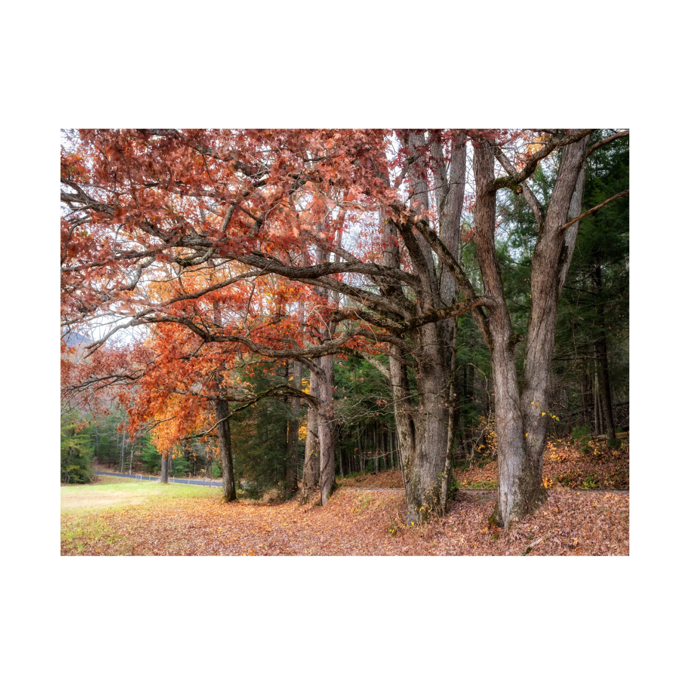 Canvas Wall Art - Danny Head 'Autumn Drive II' Wall Art for Living Room, Bedroom, or Office Décor by Trademark Fine Art - 24 x 18 Inches