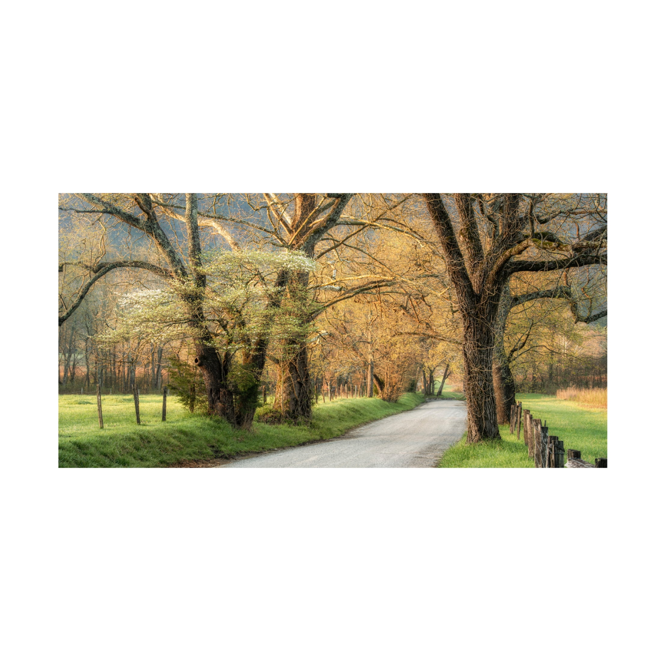 Canvas Wall Art - Danny Head 'Dogwoods' Wall Art for Living Room, Bedroom, or Office Décor by Trademark Fine Art - 47 x 24 Inches