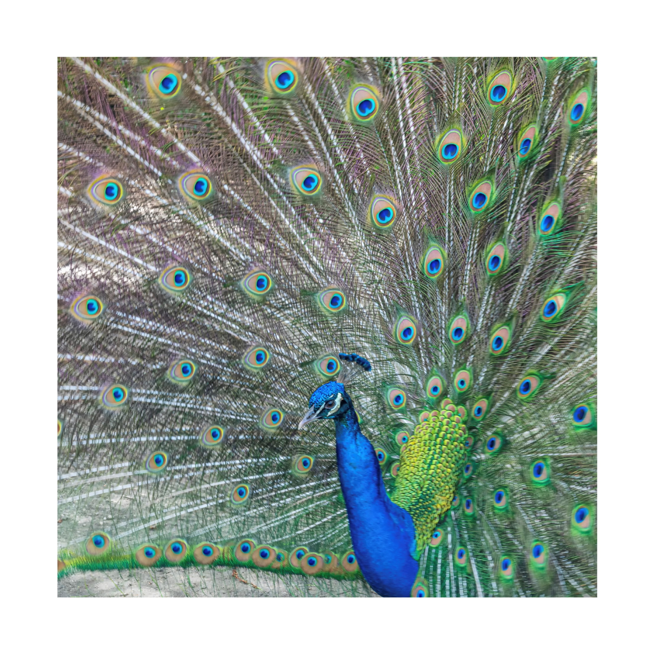 Canvas Wall Art - Danny Head 'Proud' Wall Art for Living Room, Bedroom, or Office Décor by Trademark Fine Art - 35 x 35 Inches