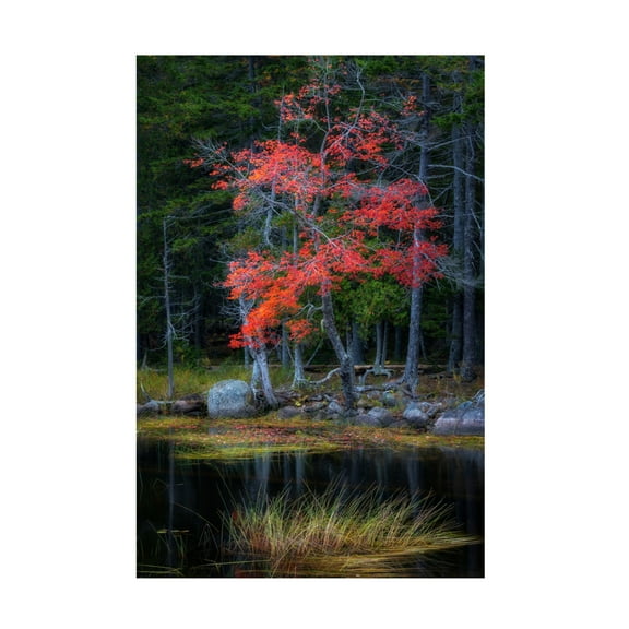 Canvas Wall Art - Danny Head 'Red Reflections I' Wall Art for Living Room, Bedroom, or Office Décor by Trademark Fine Art - 12 x 19 Inches