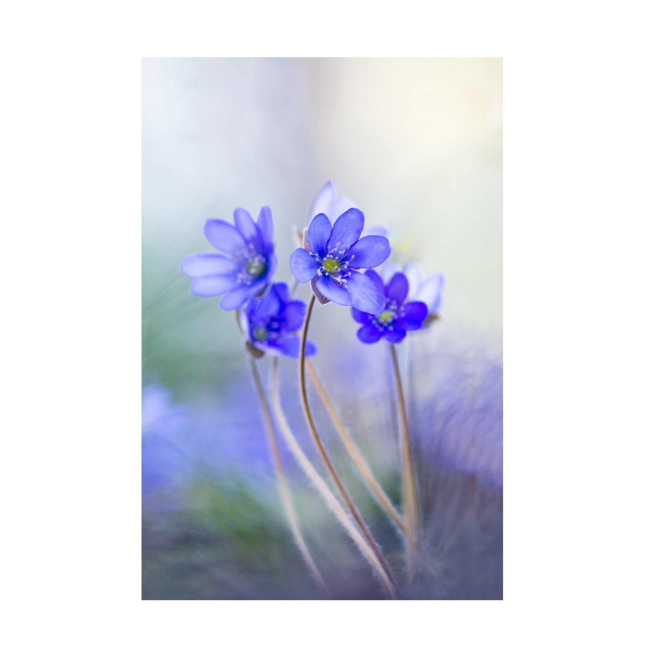 Canvas Wall Art - Davis Zandersons 'Memories Of A Spring Ii' Wall Art for Living Room, Bedroom, or Office Décor by Trademark Fine Art - 22 x 32 Inches