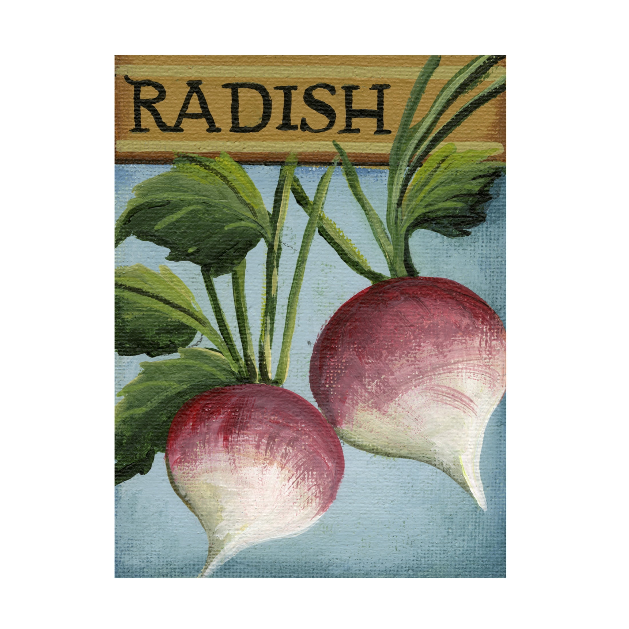Canvas Wall Art - Debbi Wetzel 'Seed Packets 02 - Radish' Wall Art for Living Room, Bedroom, or Office Décor by Trademark Fine Art - 24 x 32 Inches