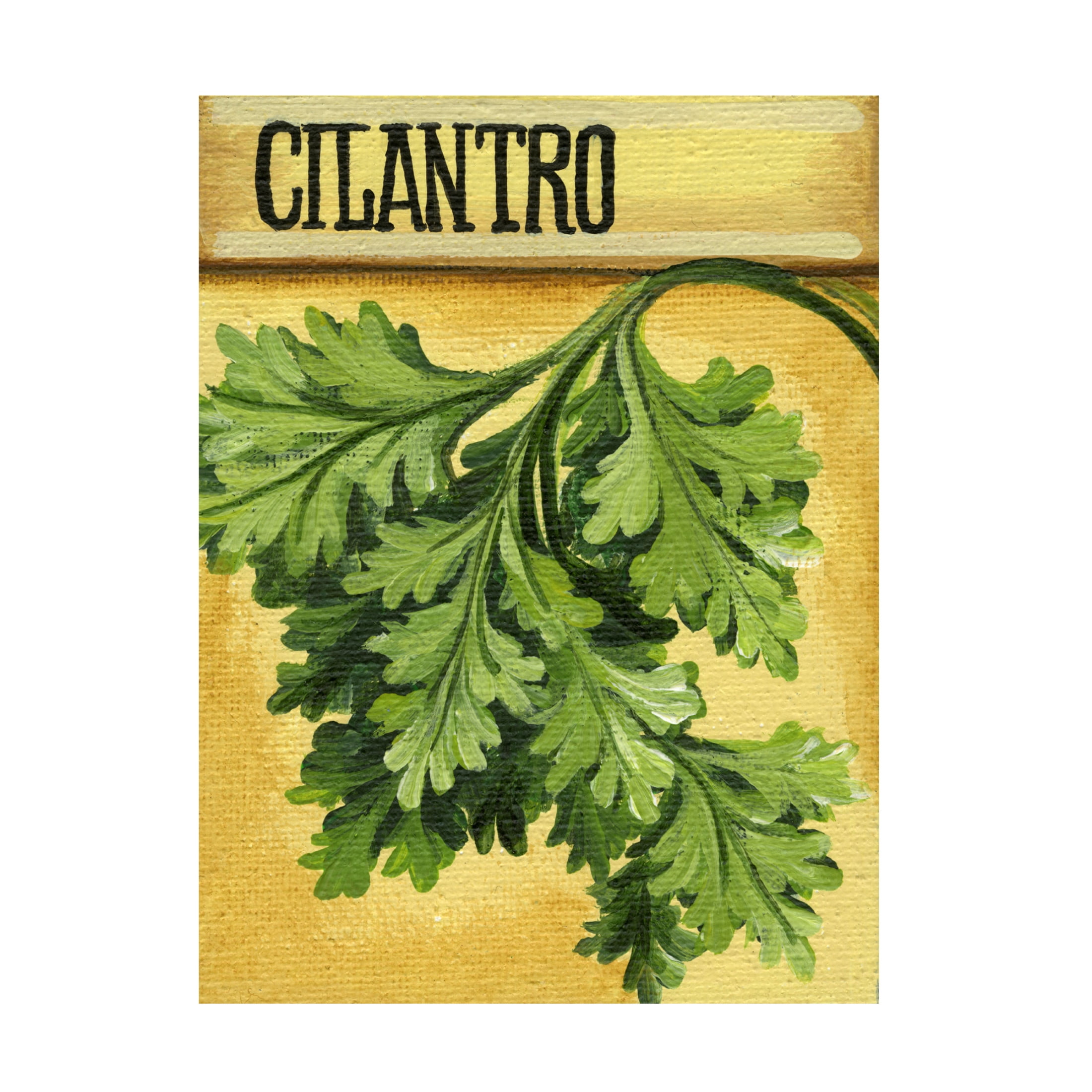 Canvas Wall Art - Debbi Wetzel 'Seed Packets 17 - Cilantro' Wall Art for Living Room, Bedroom, or Office Décor by Trademark Fine Art - 35 x 47 Inches