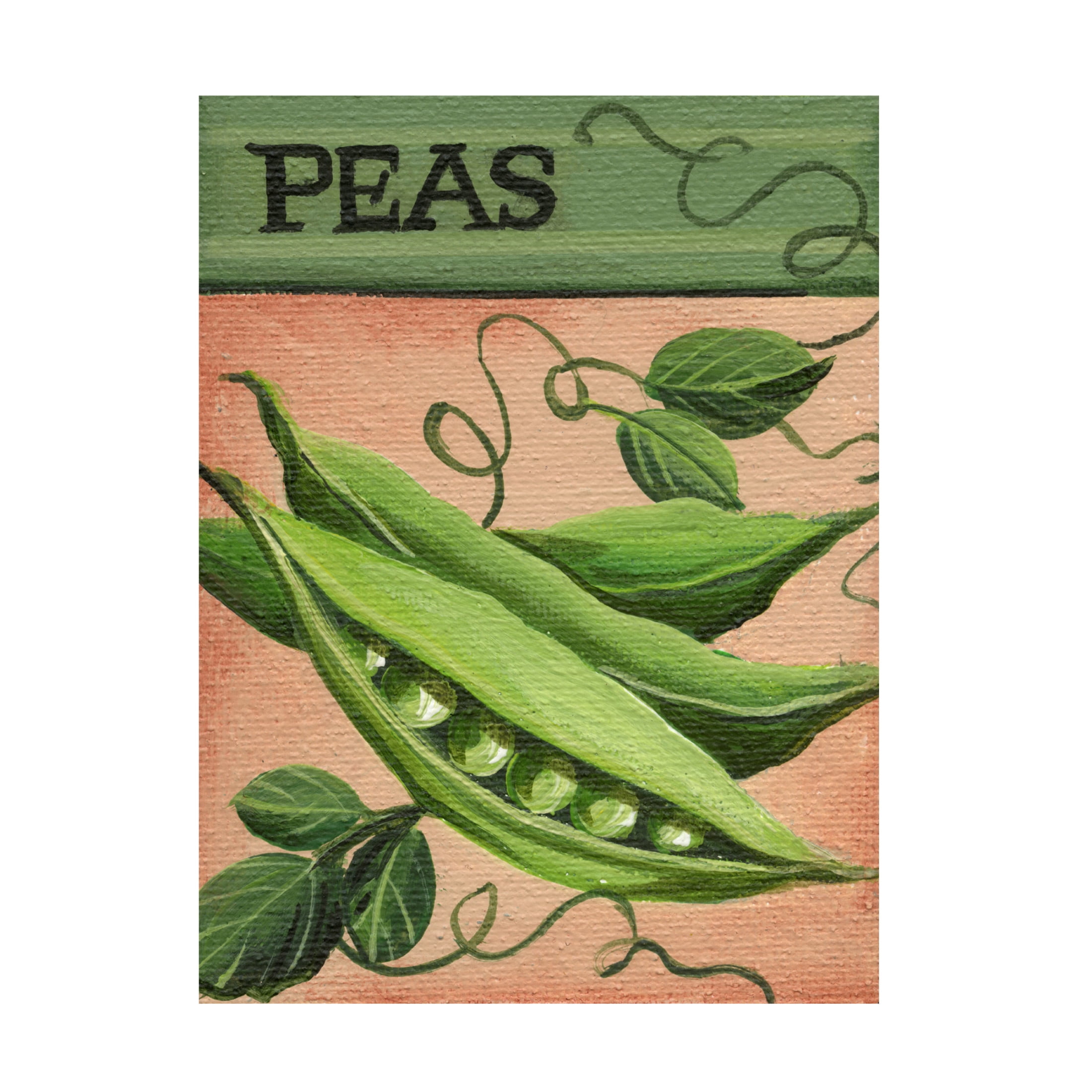 Canvas Wall Art - Debbi Wetzel 'Seed Packets 20 - Peas' Wall Art for Living Room, Bedroom, or Office Décor by Trademark Fine Art - 24 x 32 Inches
