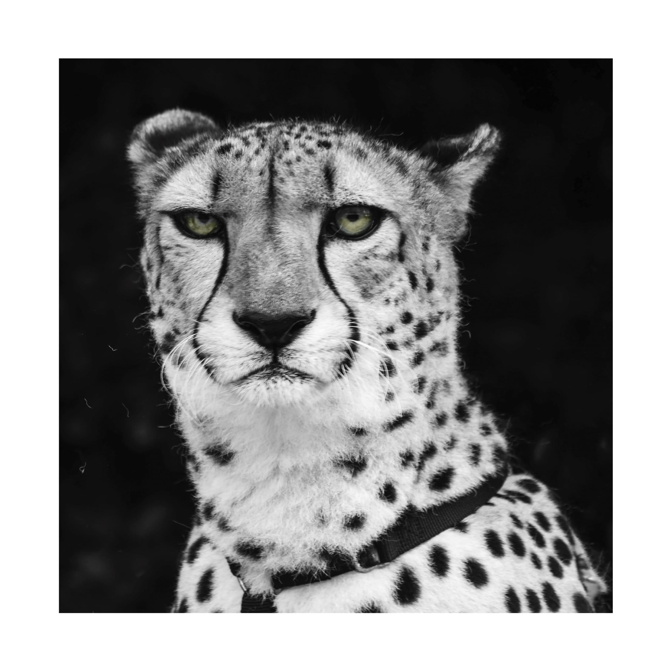 Canvas Wall Art - Decent Exposures 'Cheetah' Wall Art for Living Room, Bedroom, or Office Décor by Trademark Fine Art - 14 x 14 Inches