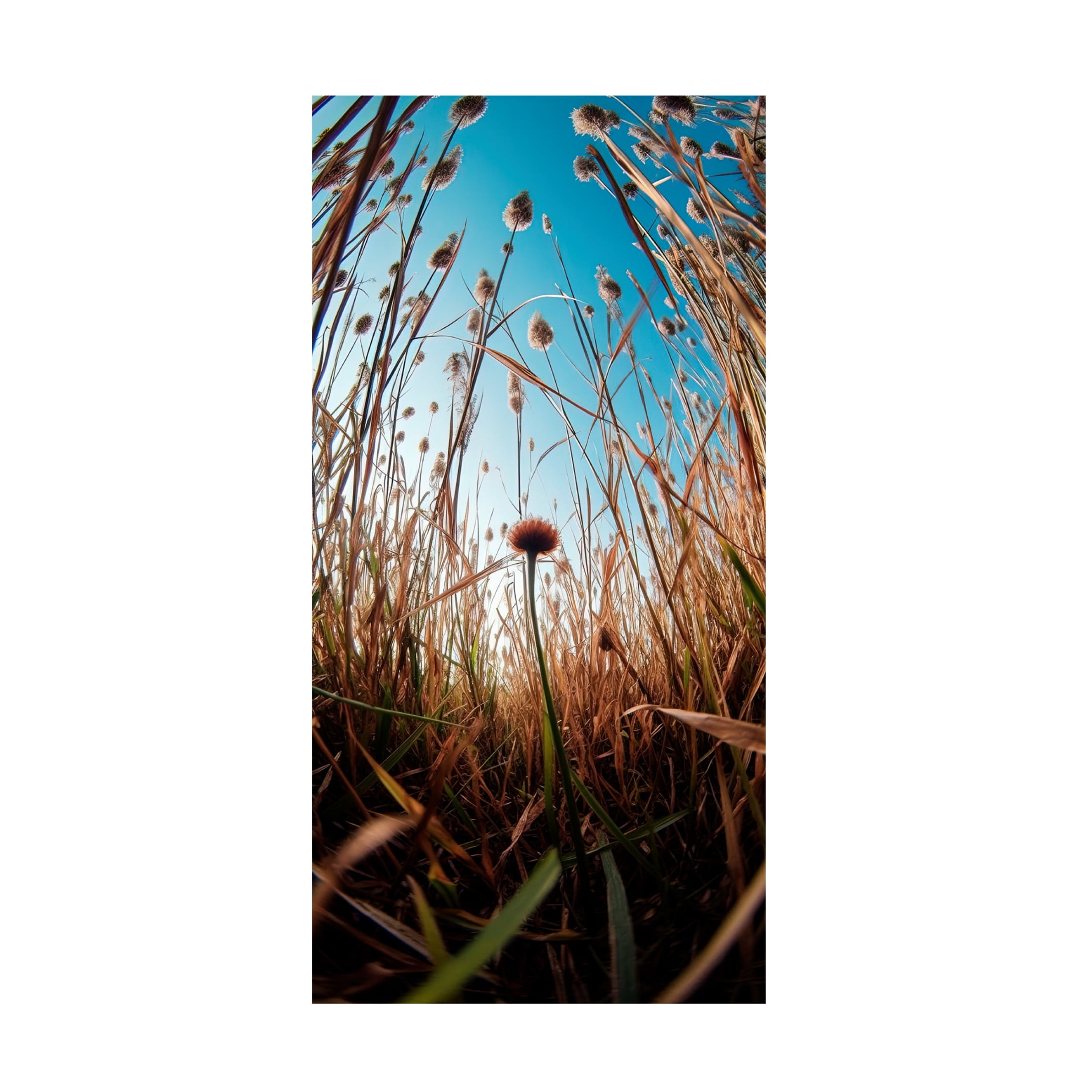 Canvas Wall Art - Decent Exposures 'Daydream' Wall Art for Living Room, Bedroom, or Office Décor by Trademark Fine Art - 12 x 24 Inches