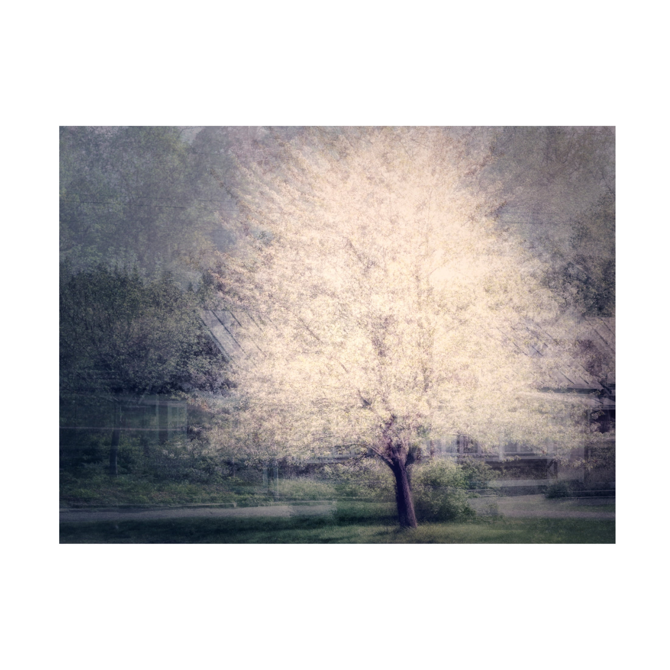 Canvas Wall Art - Delphine Devos 'Apple Tree In Bloom' Wall Art for Living Room, Bedroom, or Office Décor by Trademark Fine Art - 32 x 24 Inches