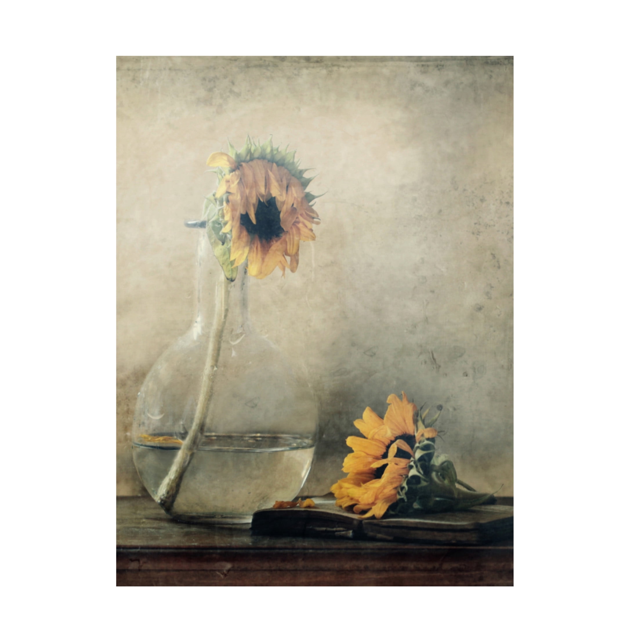 Canvas Wall Art - Delphine Devos 'Before I Wilt ' Wall Art for Living Room, Bedroom, or Office Décor by Trademark Fine Art - 35 x 47 Inches