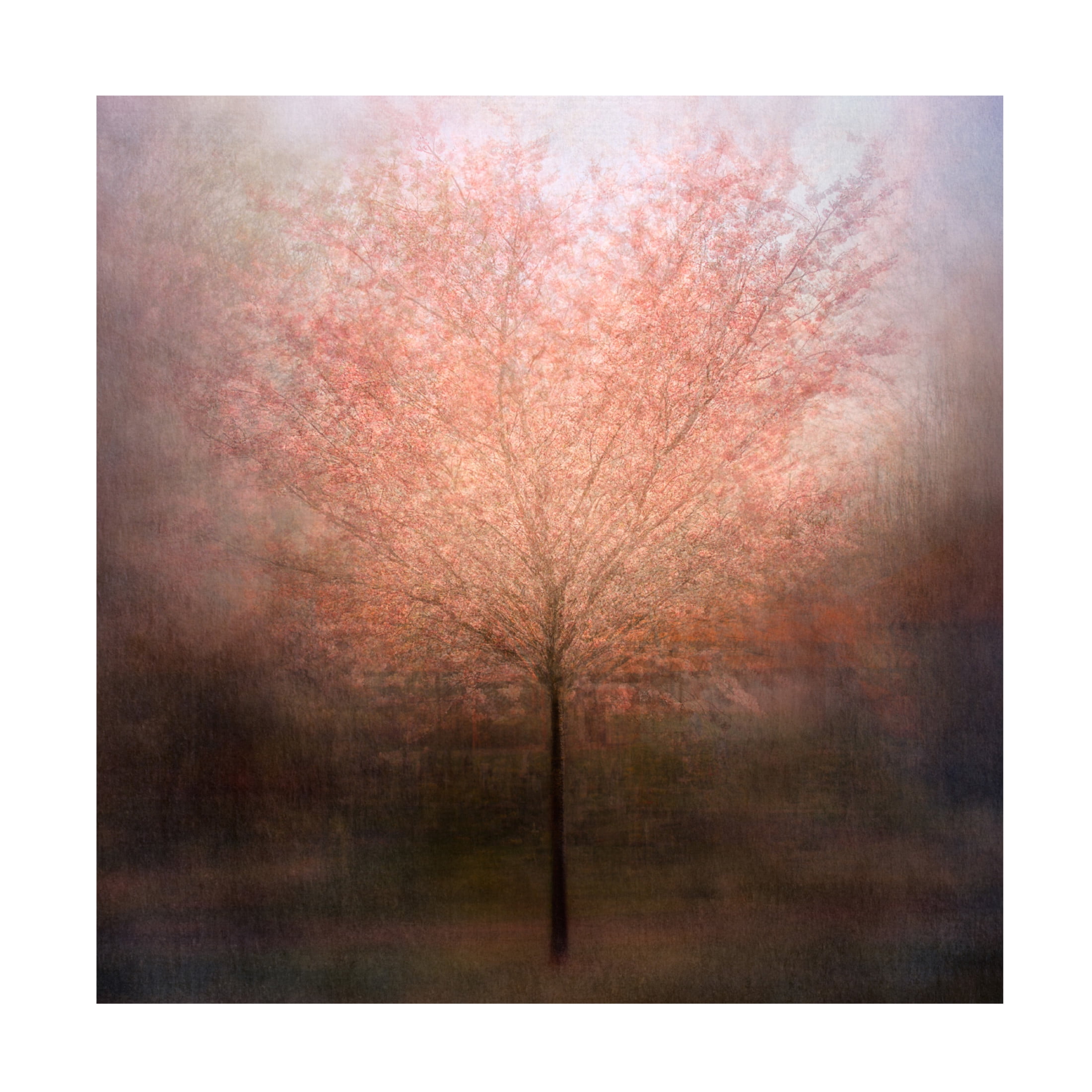 Canvas Wall Art - Delphine Devos 'Dream Come True' Wall Art for Living Room, Bedroom, or Office Décor by Trademark Fine Art - 35 x 35 Inches