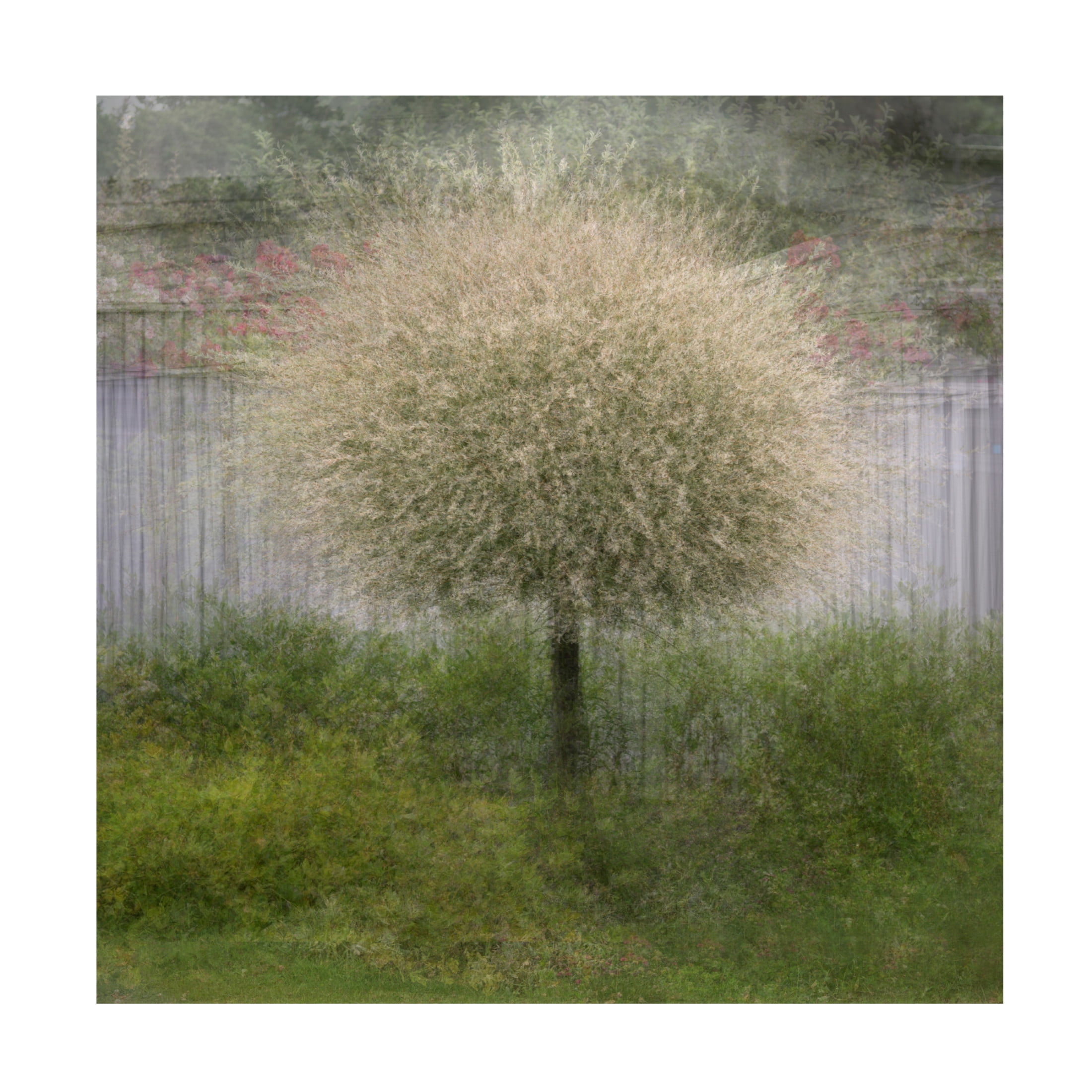 Canvas Wall Art - Delphine Devos 'In Front Of The Fence' Wall Art for Living Room, Bedroom, or Office Décor by Trademark Fine Art - 24 x 24 Inches