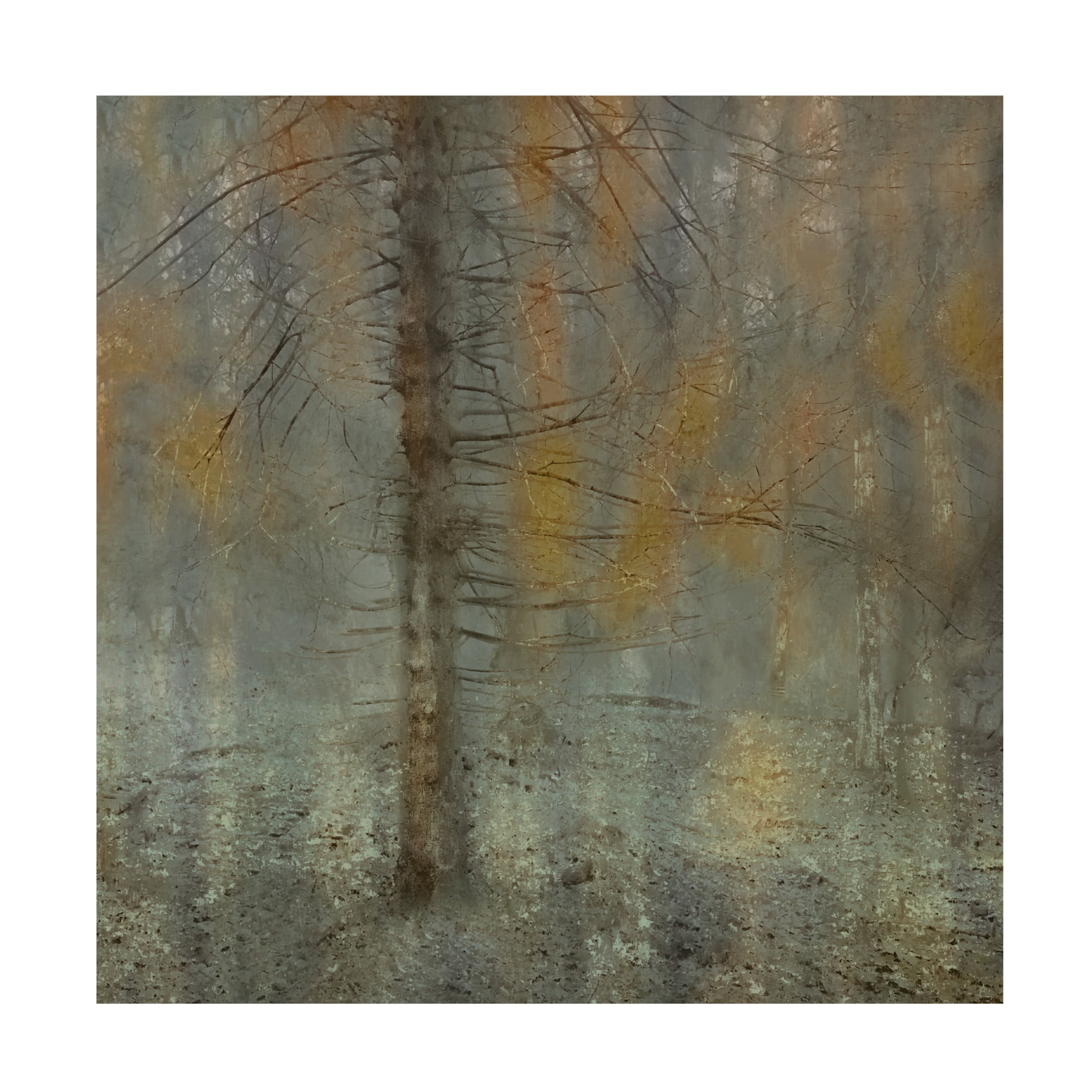 Canvas Wall Art - Delphine Devos 'Pine Tree' Wall Art for Living Room, Bedroom, or Office Décor by Trademark Fine Art - 35 x 35 Inches