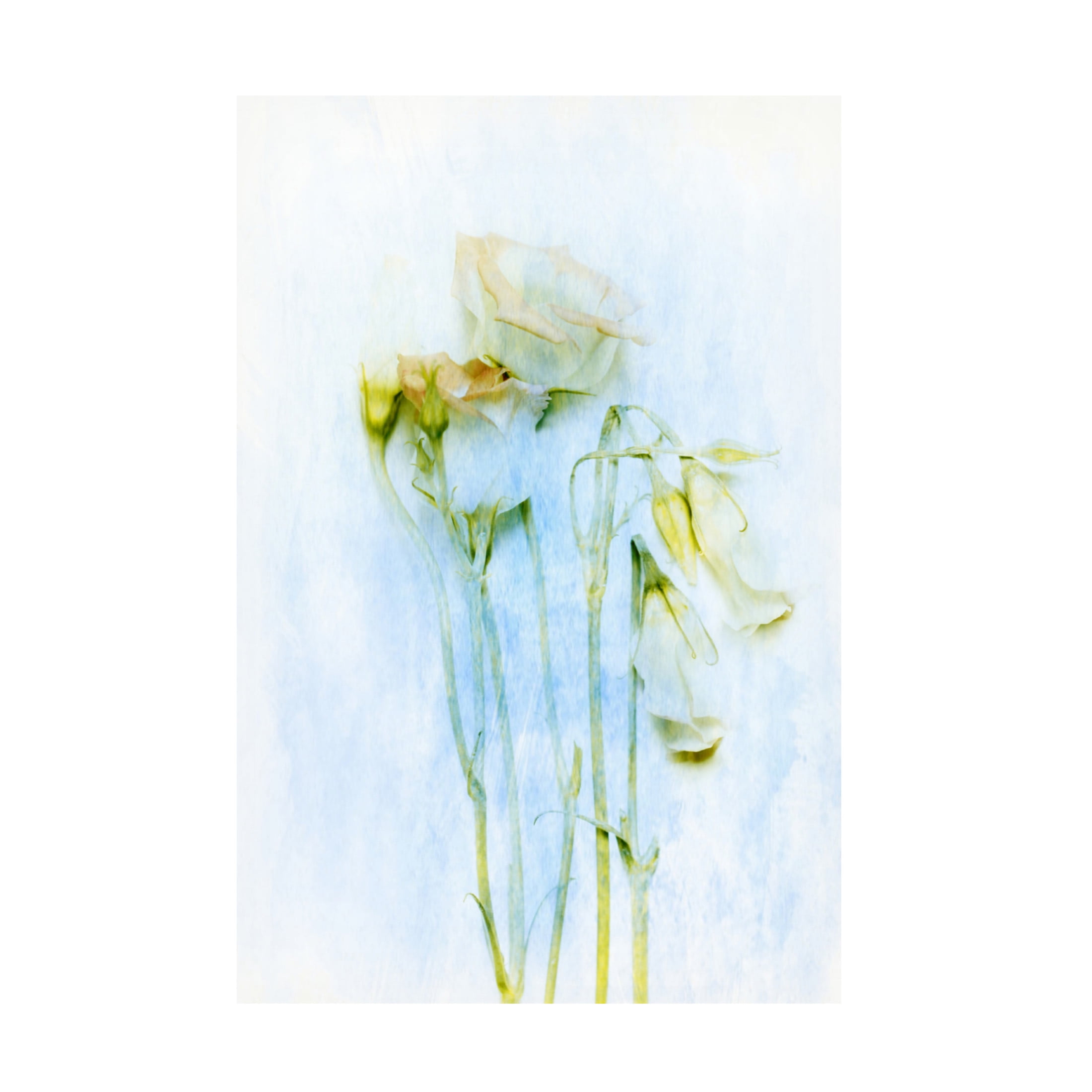 Canvas Wall Art - Delphine Devos 'The Unconscious Beauties' Wall Art for Living Room, Bedroom, or Office Décor by Trademark Fine Art - 22 x 32 Inches