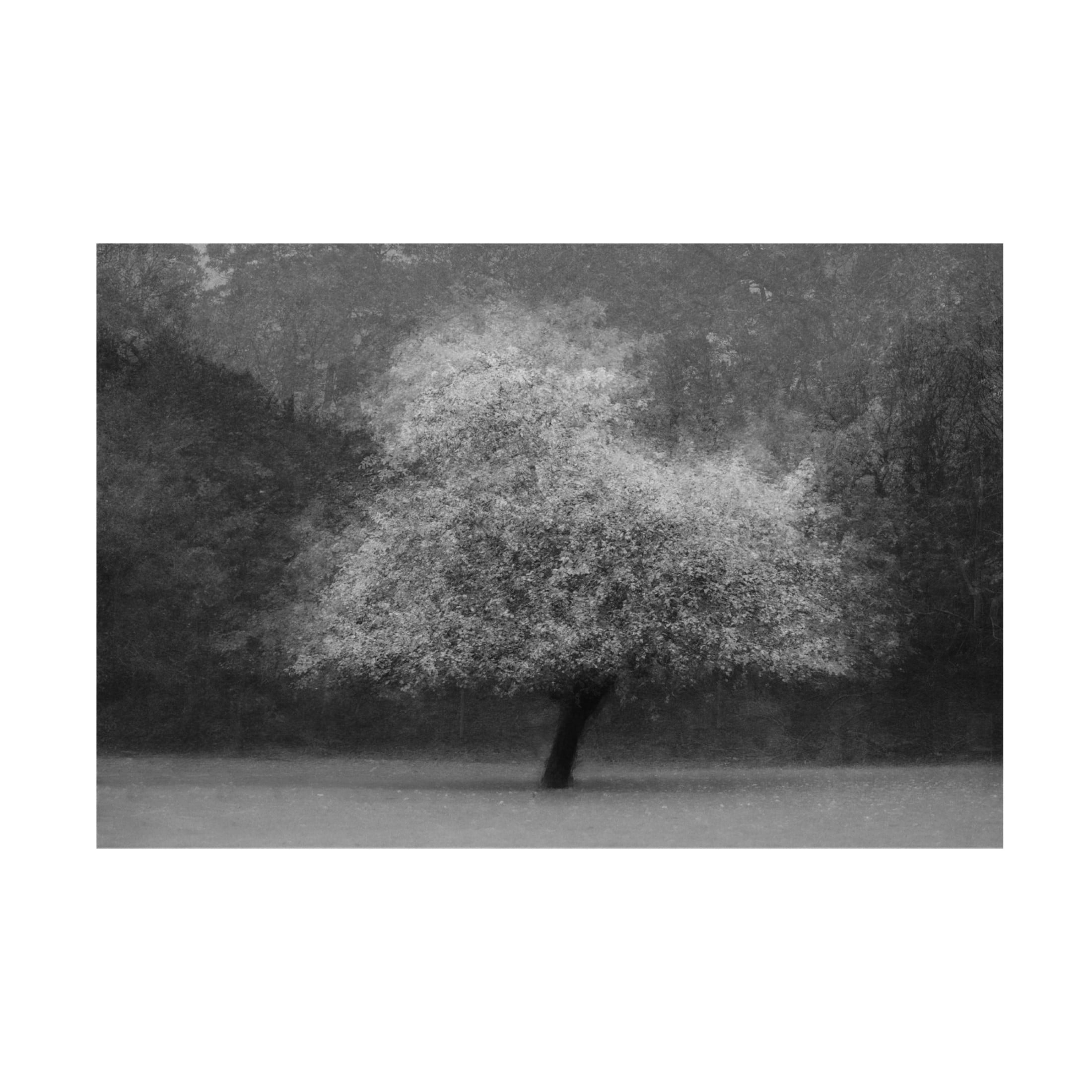 Canvas Wall Art - Delphine Devos 'Tree Magic' Wall Art for Living Room, Bedroom, or Office Décor by Trademark Fine Art - 32 x 22 Inches