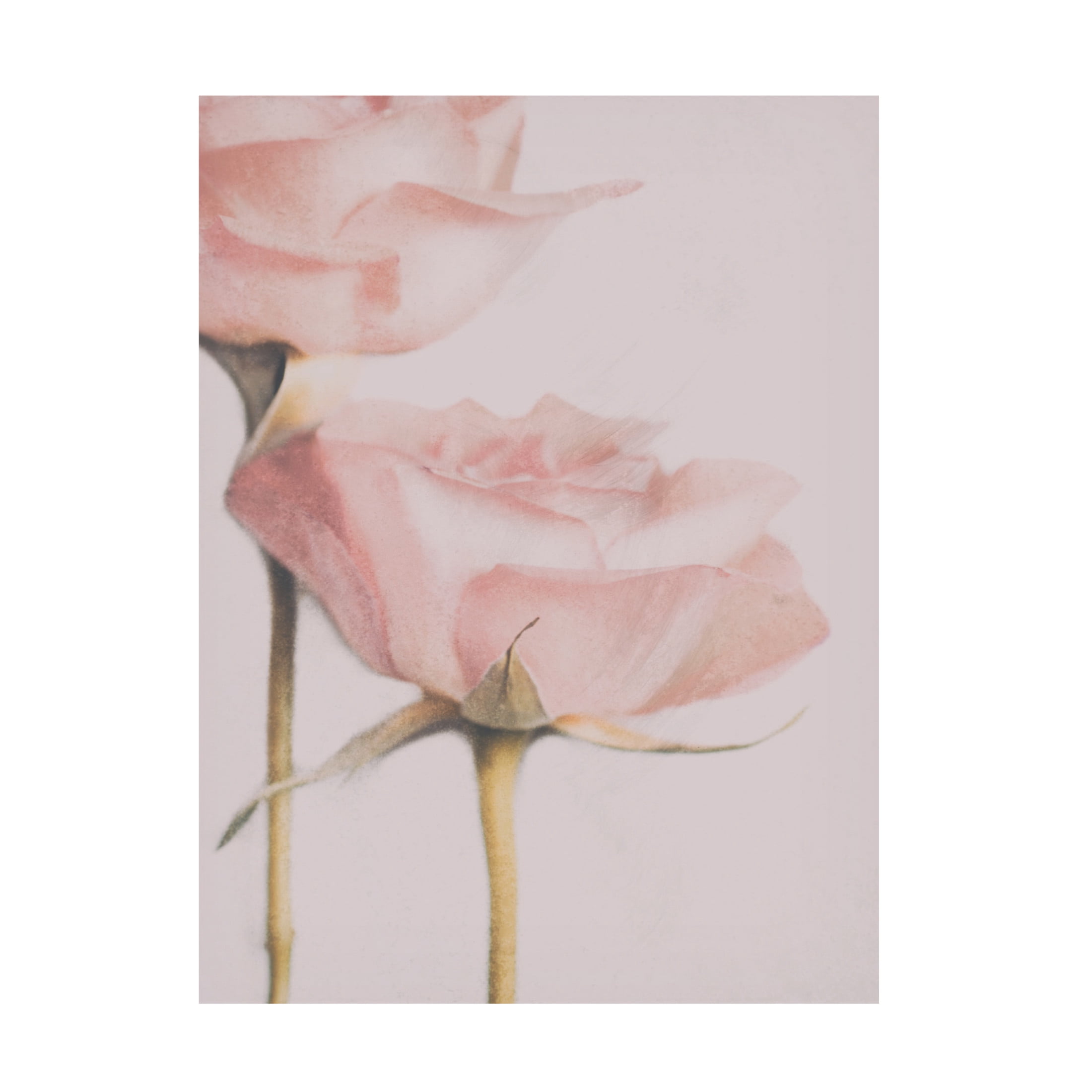 Canvas Wall Art - Delphine Devos 'Two Roses' Wall Art for Living Room, Bedroom, or Office Décor by Trademark Fine Art - 14 x 19 Inches