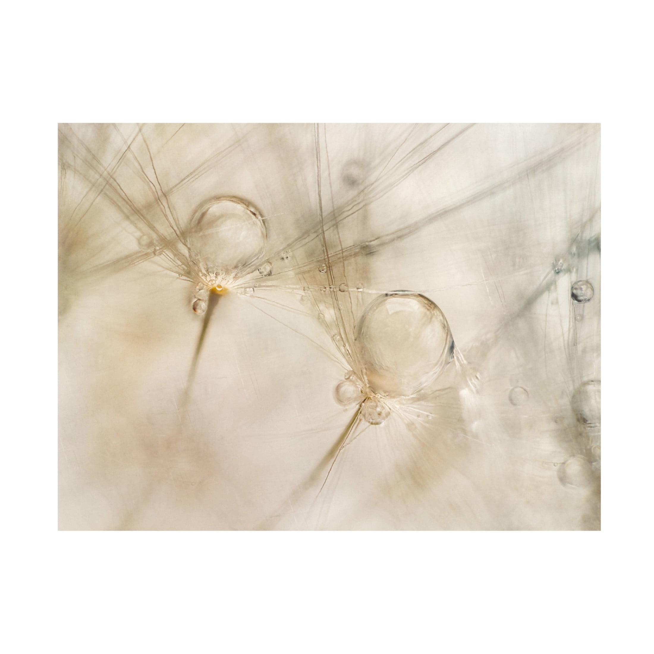 Canvas Wall Art - Delphine Devos 'Watercolors' Wall Art for Living Room, Bedroom, or Office Décor by Trademark Fine Art - 19 x 14 Inches